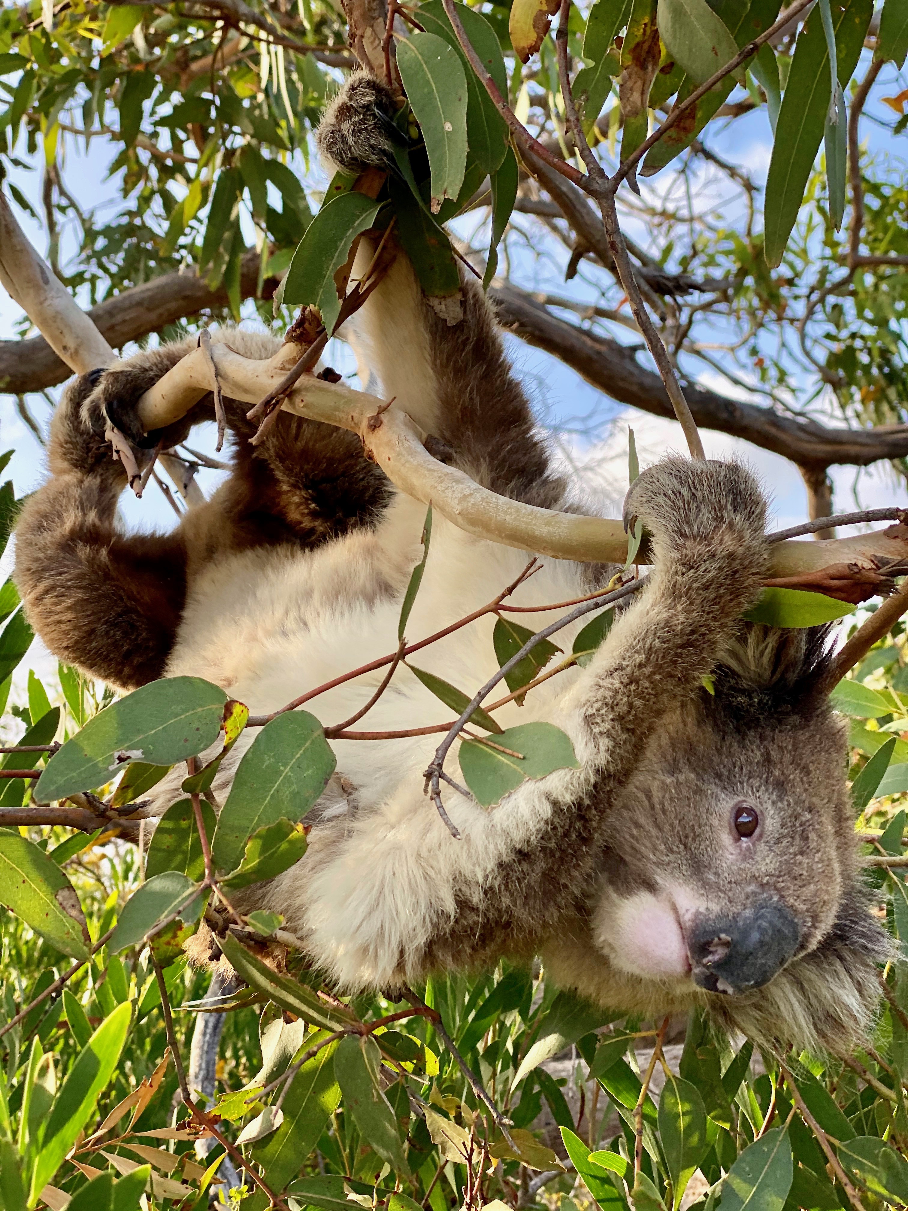 Exceptional Port Lincoln, Seafood and Wildlife Tour
