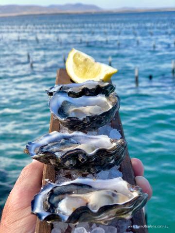 Coffin Bay Oysters, Ocean and Nature Tour - Full Day.