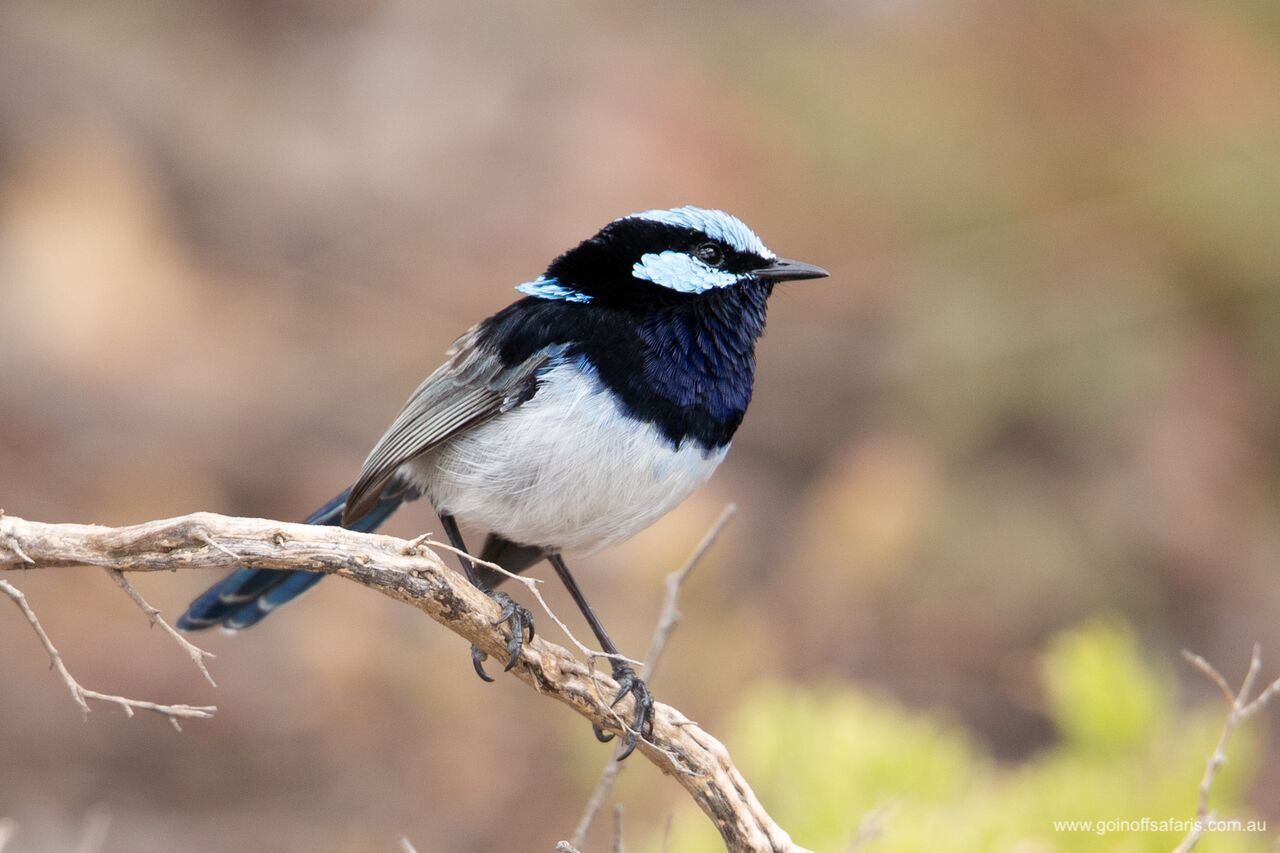 Exceptional Port Lincoln, Seafood and Wildlife Tour