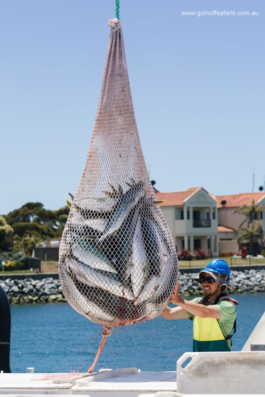 Exceptional Port Lincoln, Seafood and Wildlife Tour