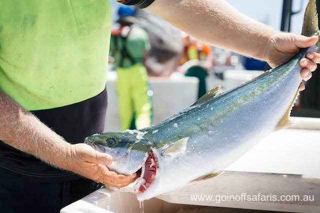 Exceptional Port Lincoln, Seafood and Wildlife Tour