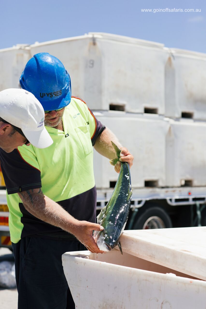 Exceptional Port Lincoln, Seafood and Wildlife Tour