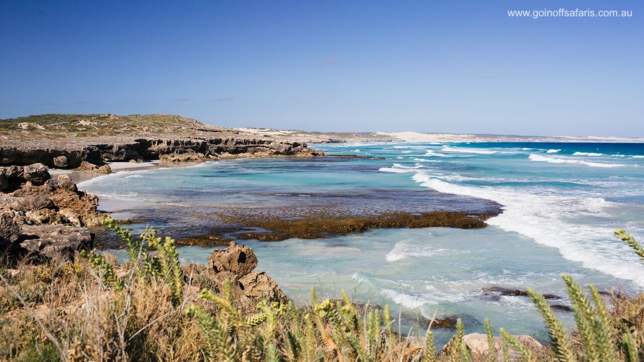 Exceptional Port Lincoln, Seafood and Wildlife Tour