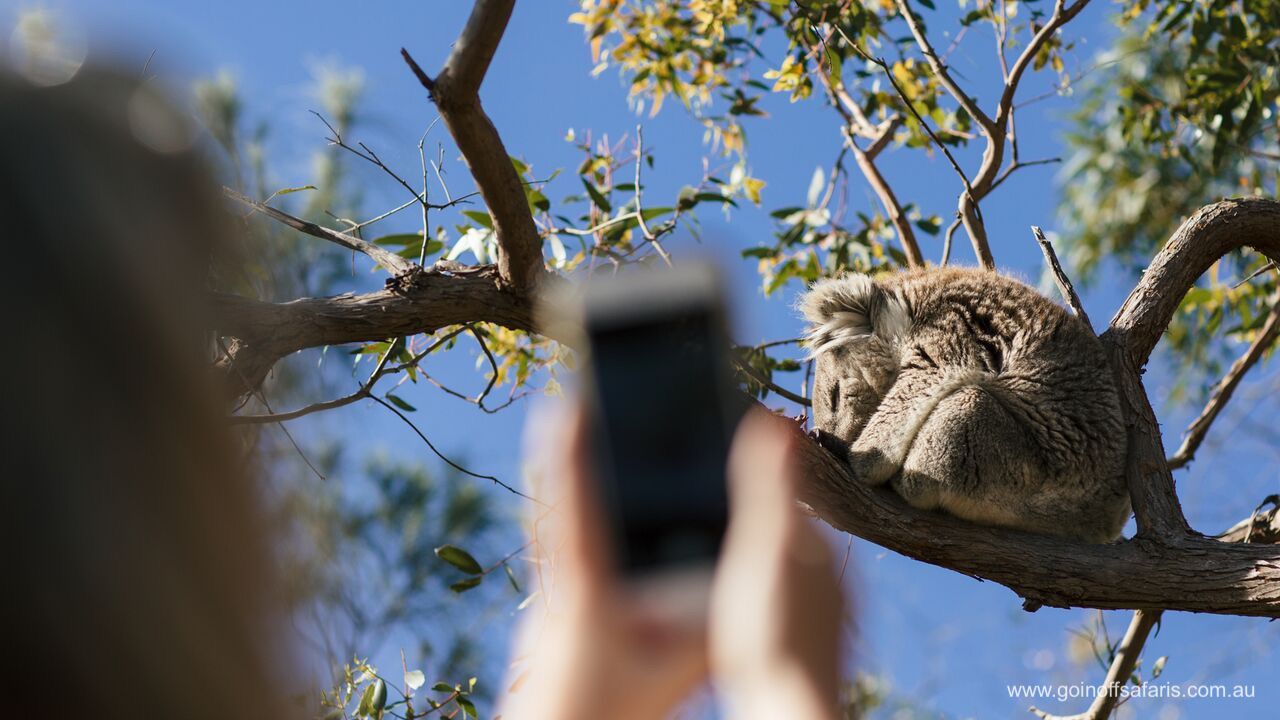 Exceptional Port Lincoln, Seafood and Wildlife Tour
