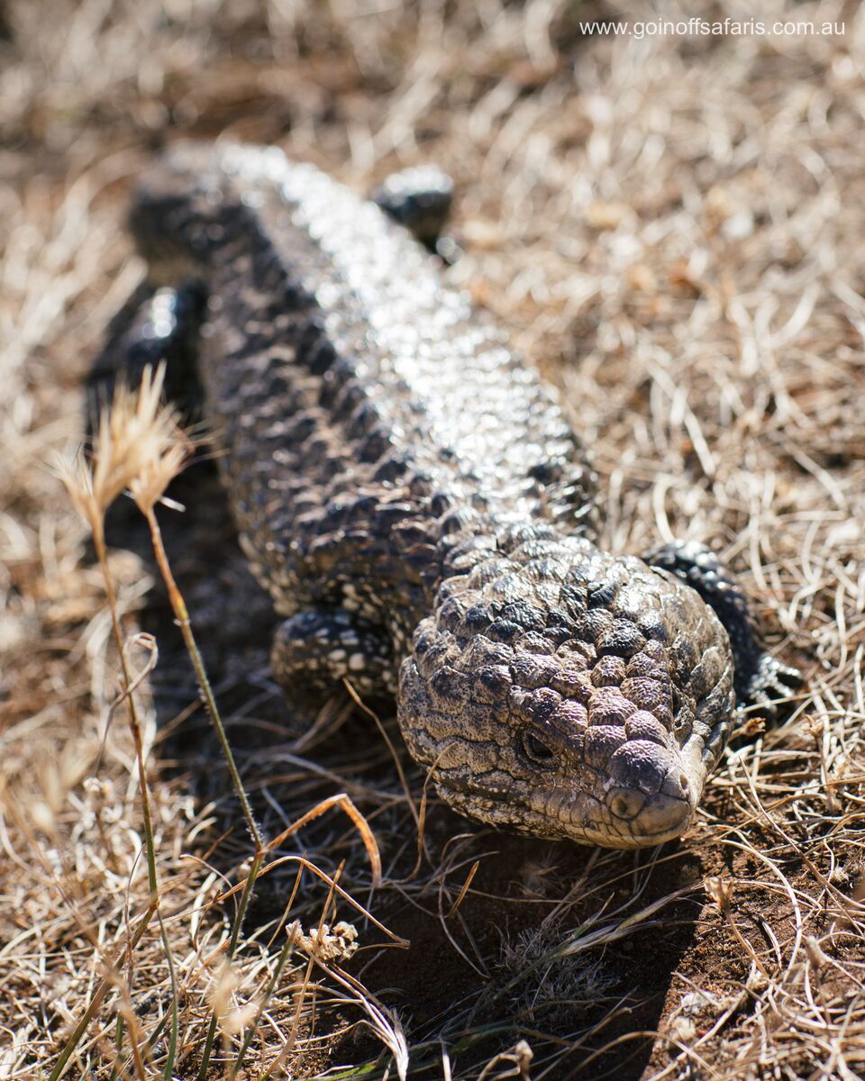 Exceptional Port Lincoln, Seafood and Wildlife Tour