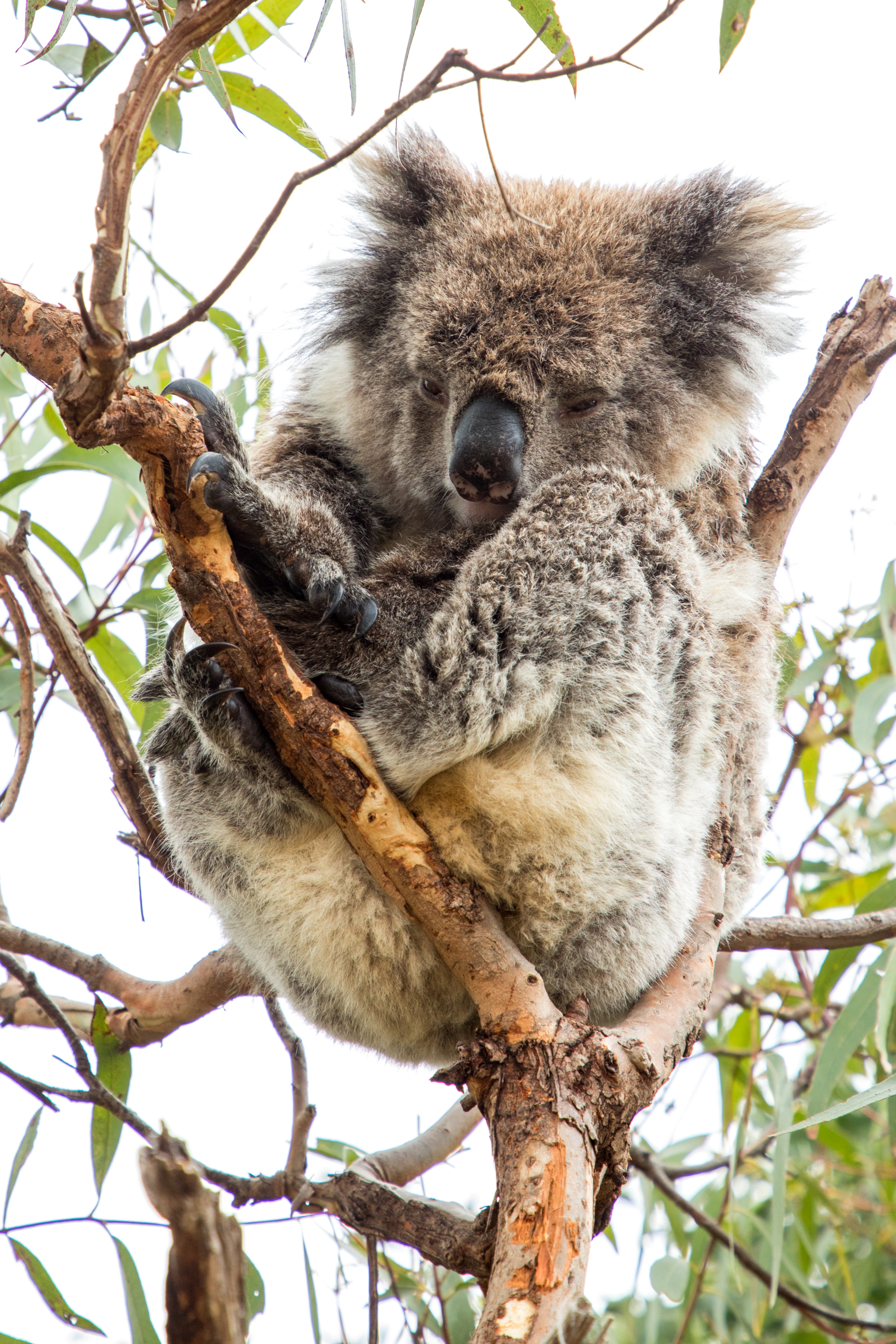 Great White Sharks & Exceptional Port Lincoln - 2D2N