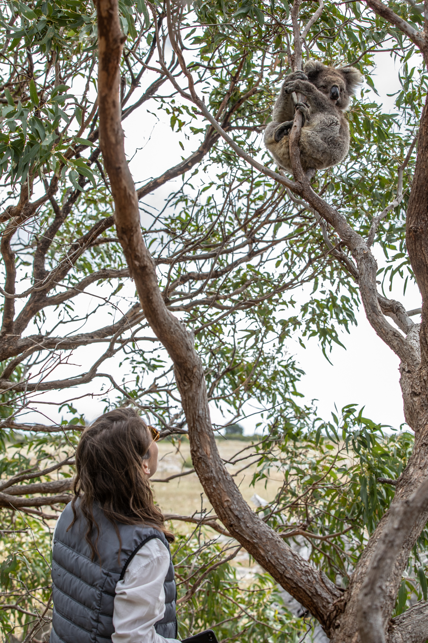 Great White Sharks & Exceptional Port Lincoln - 2D2N