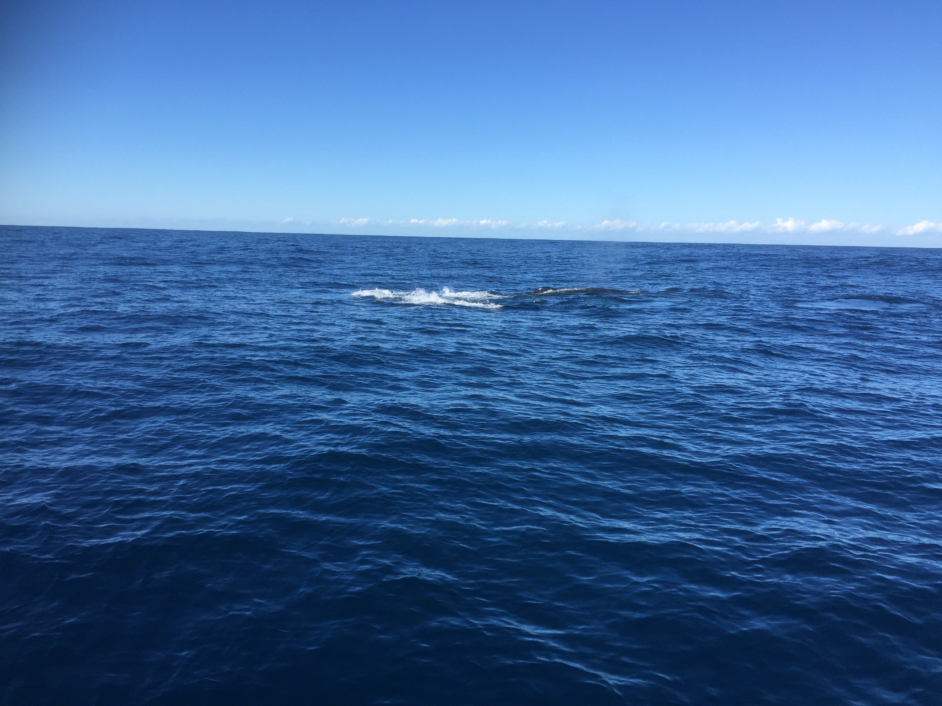 Sydney Whale Watching