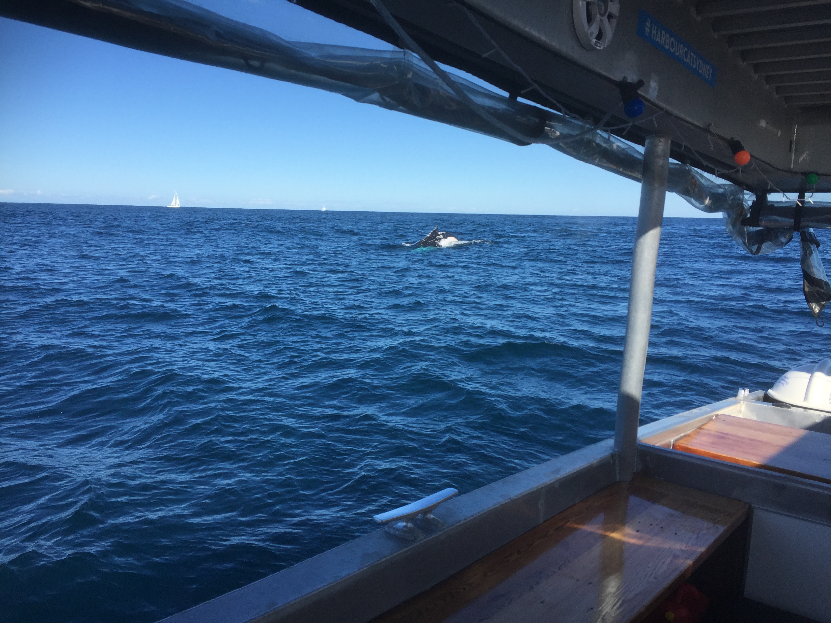 Sydney Whale Watching
