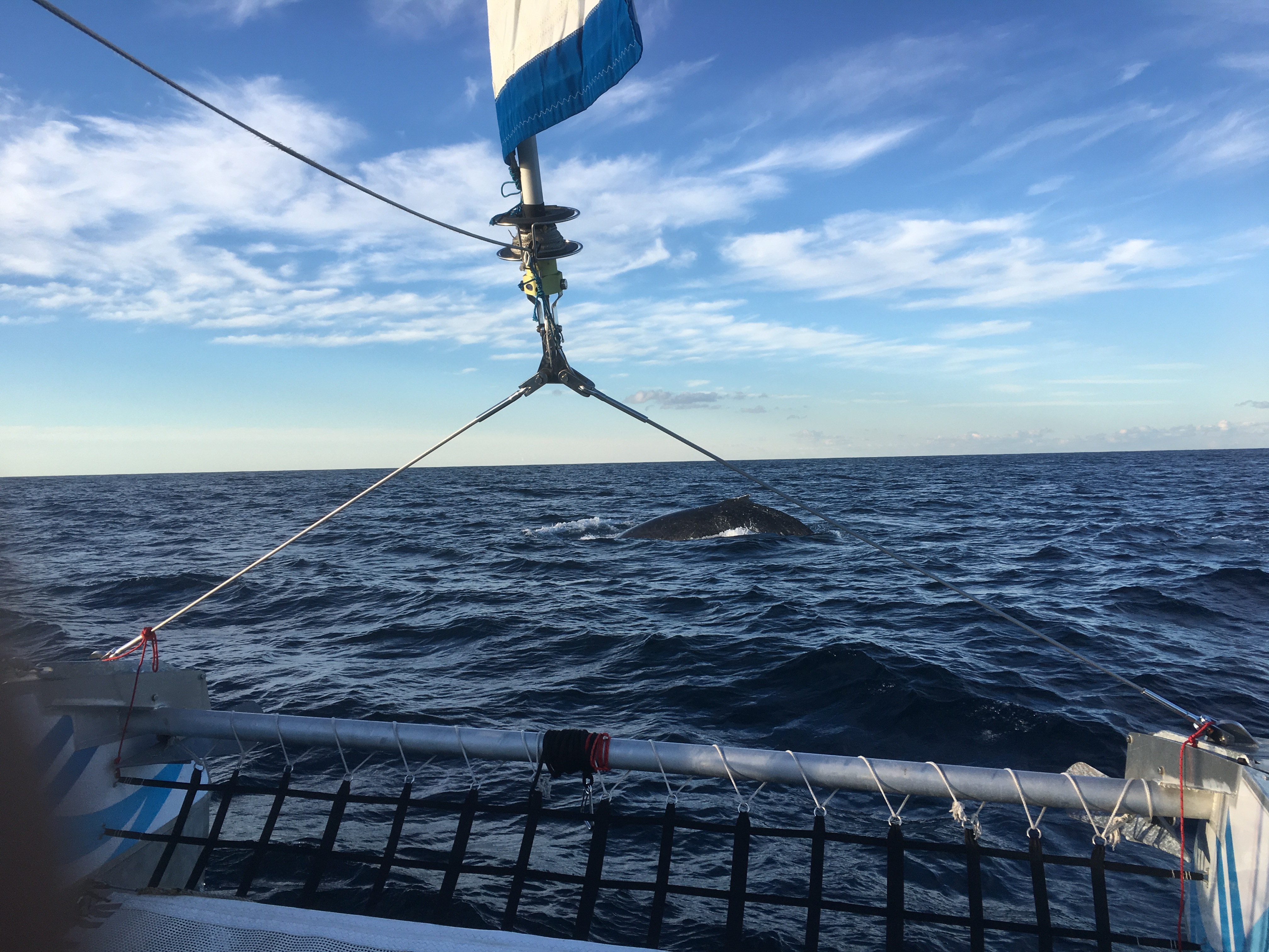 Sydney Whale Watching