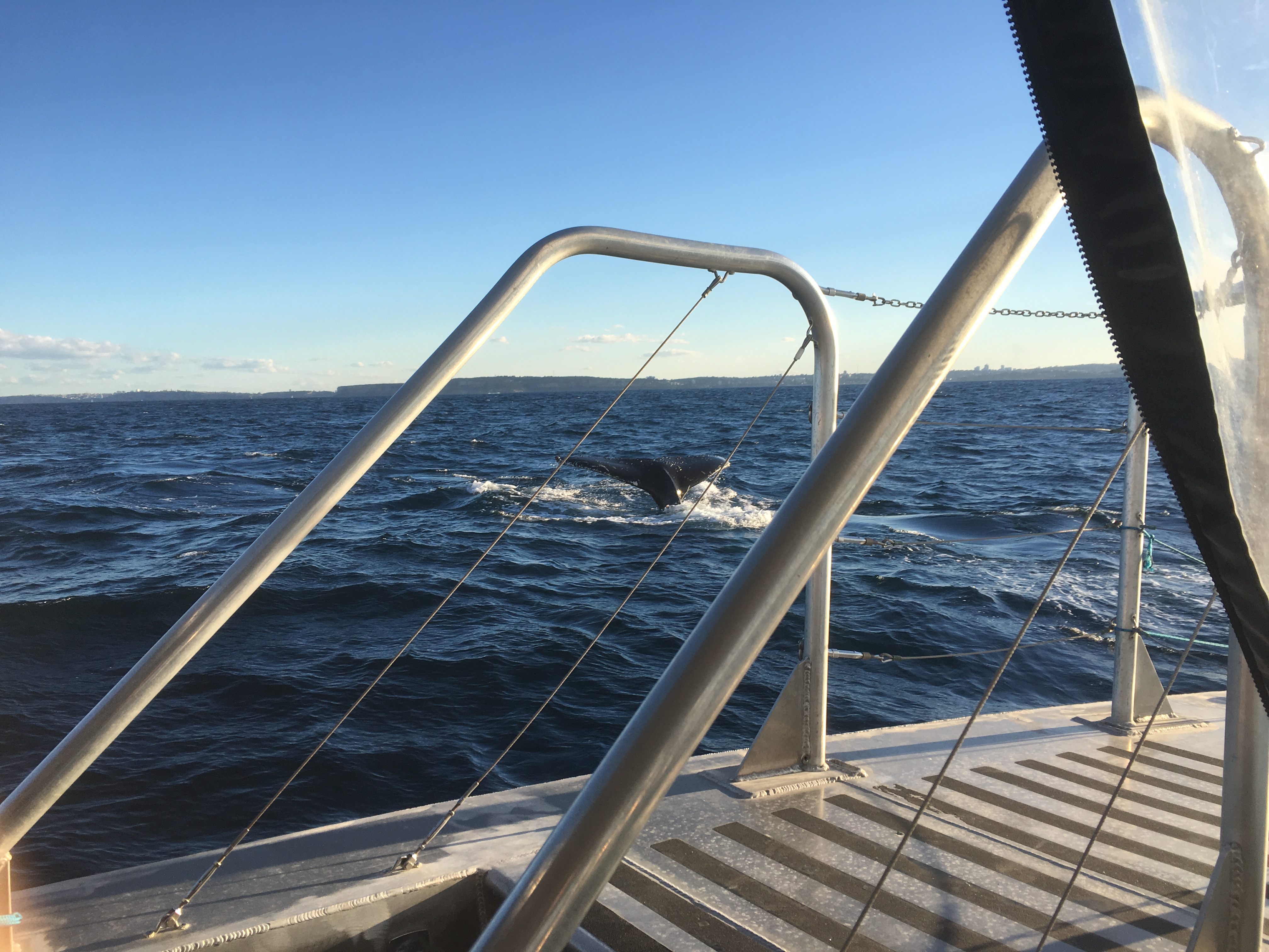 Sydney Whale Watching