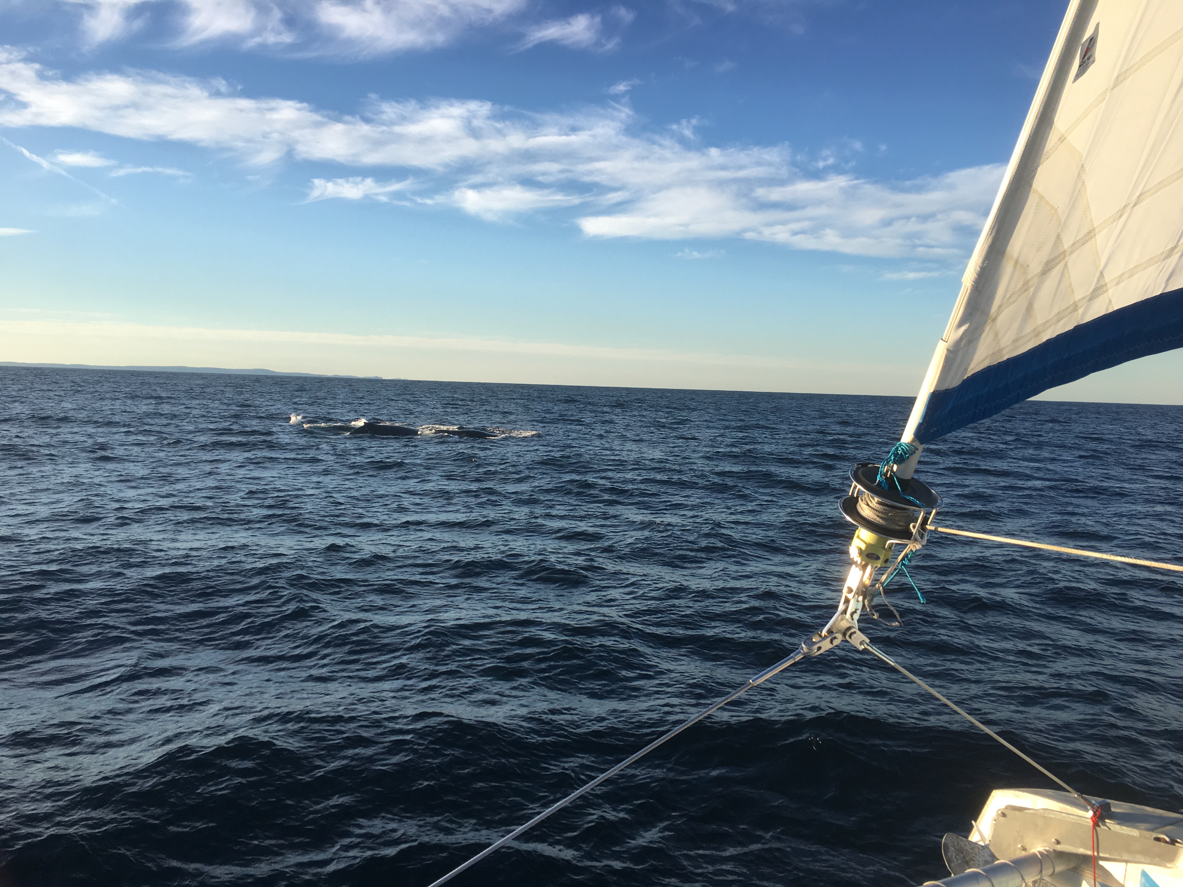 Sydney Whale Watching