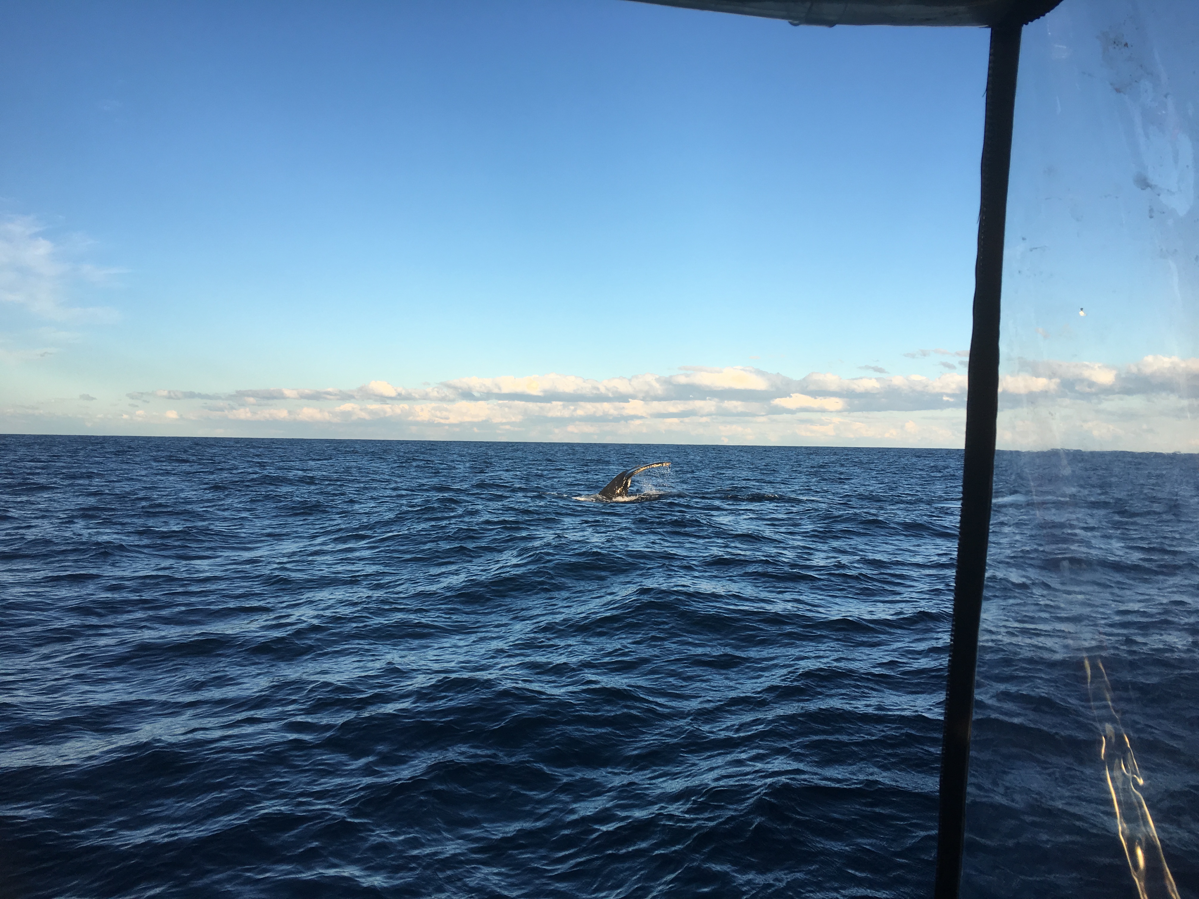 Sydney Whale Watching