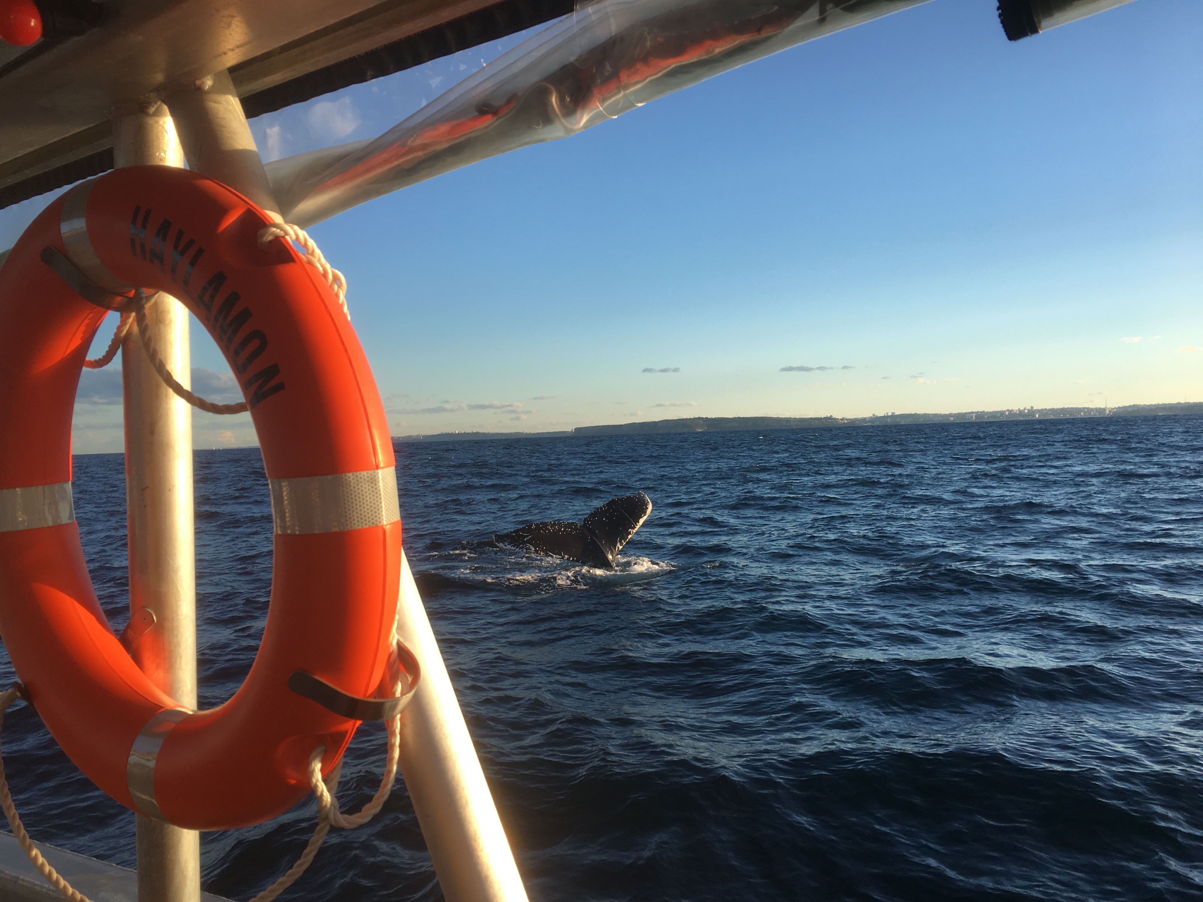 Sydney Whale Watching