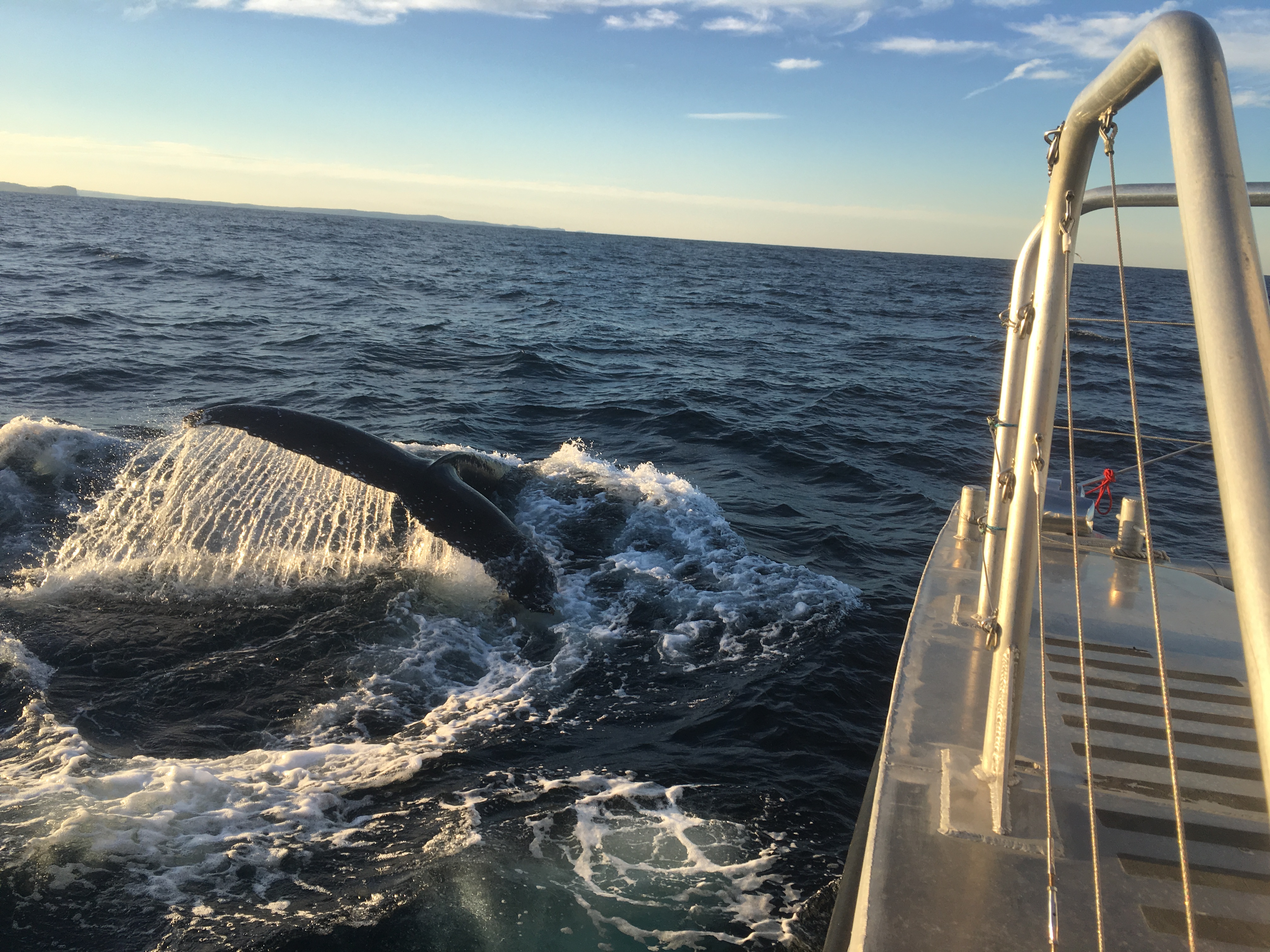 Sydney Whale Watching