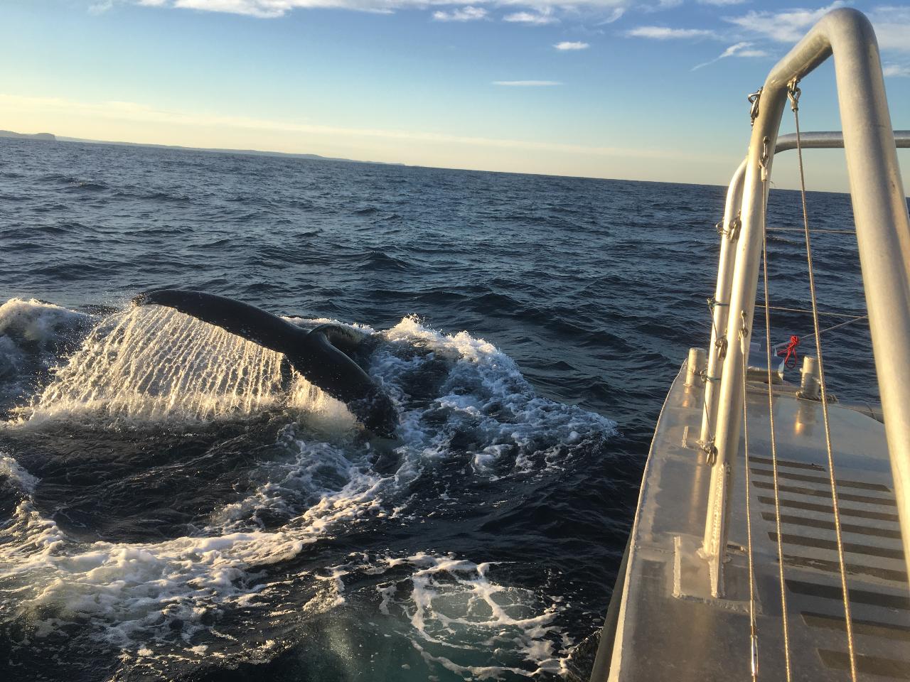 Sydney Whale Watching