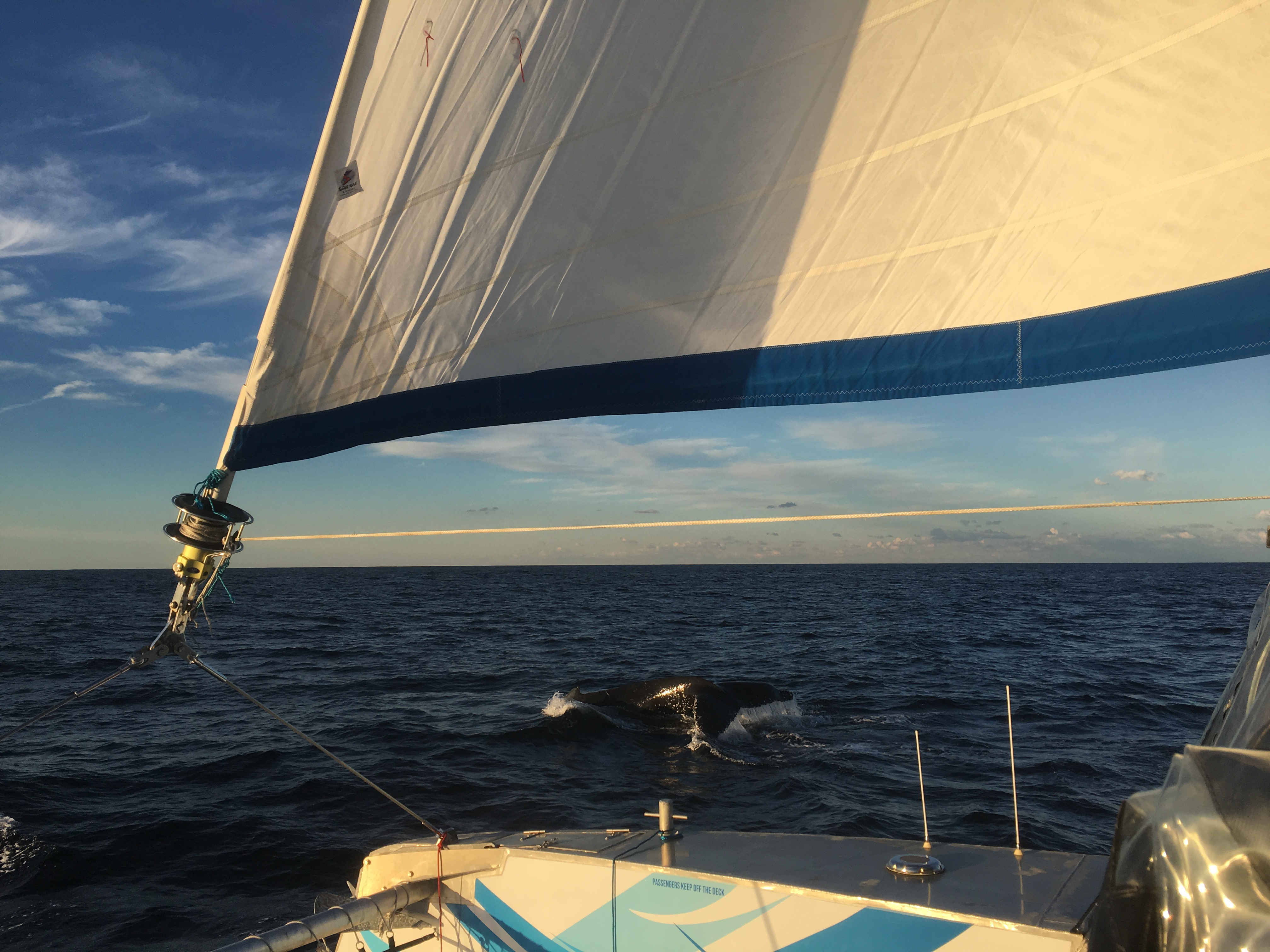 Sydney Whale Watching