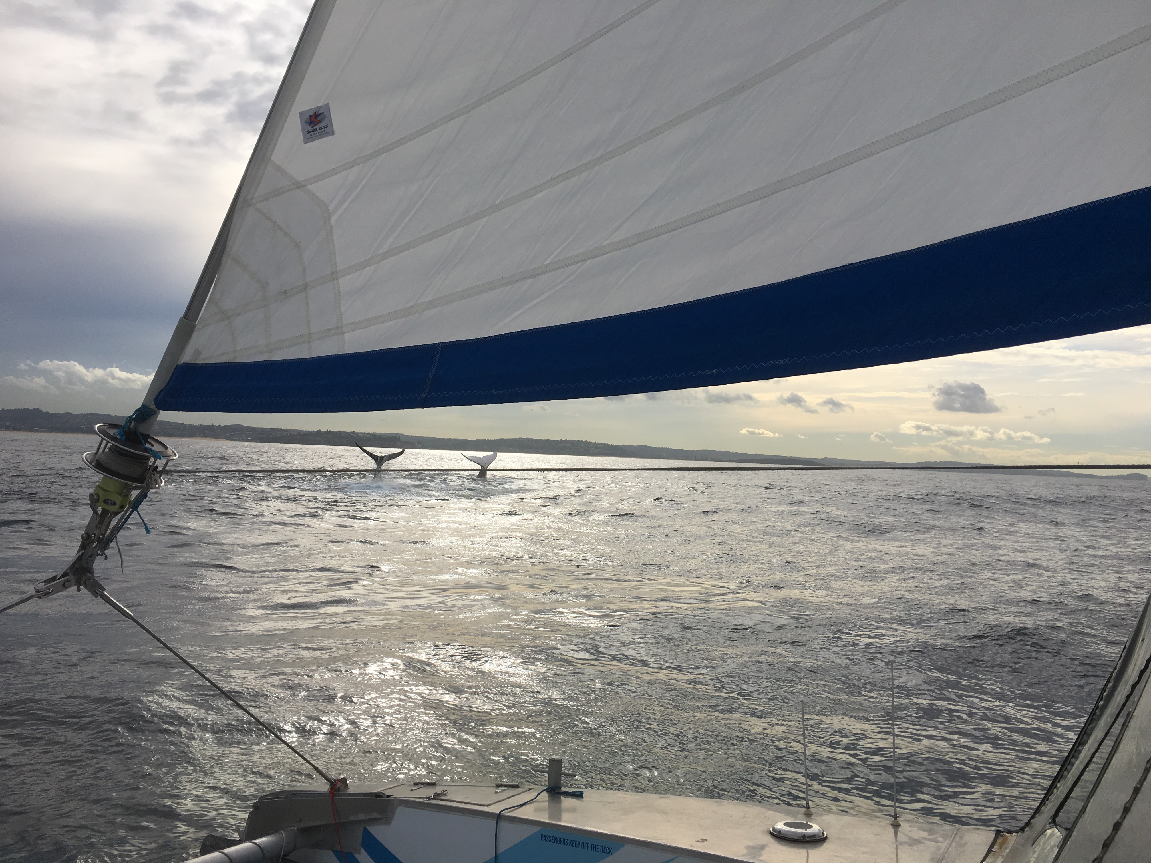 Sydney Whale Watching