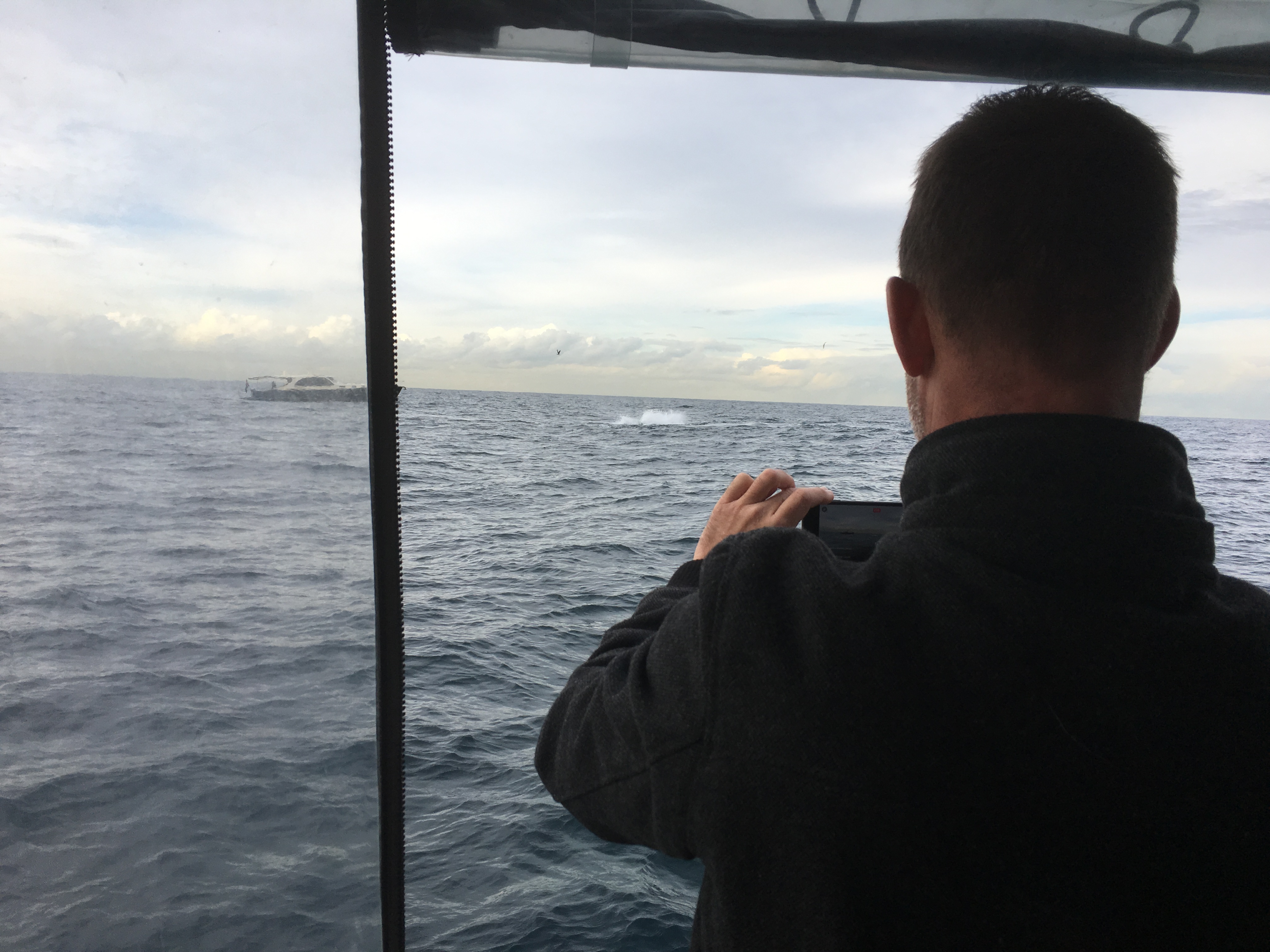 Sydney Whale Watching