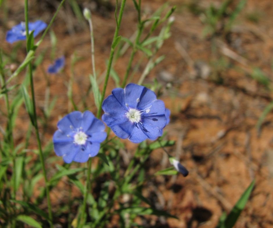 Carnarvon Gorge Walking Adventure