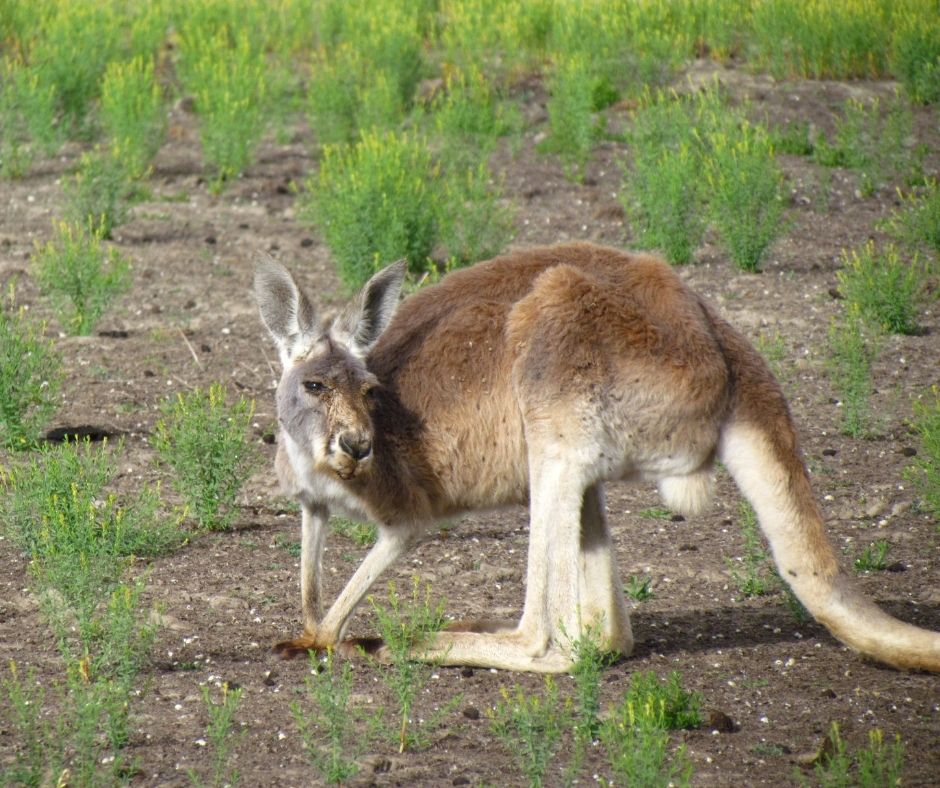 Carnarvon Gorge Walking Adventure
