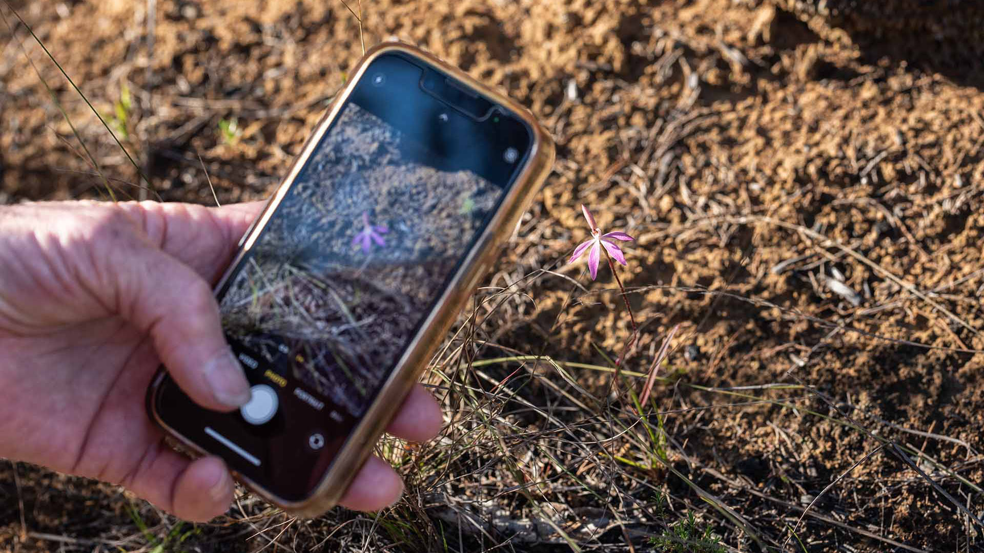 Wildflower Wonderland