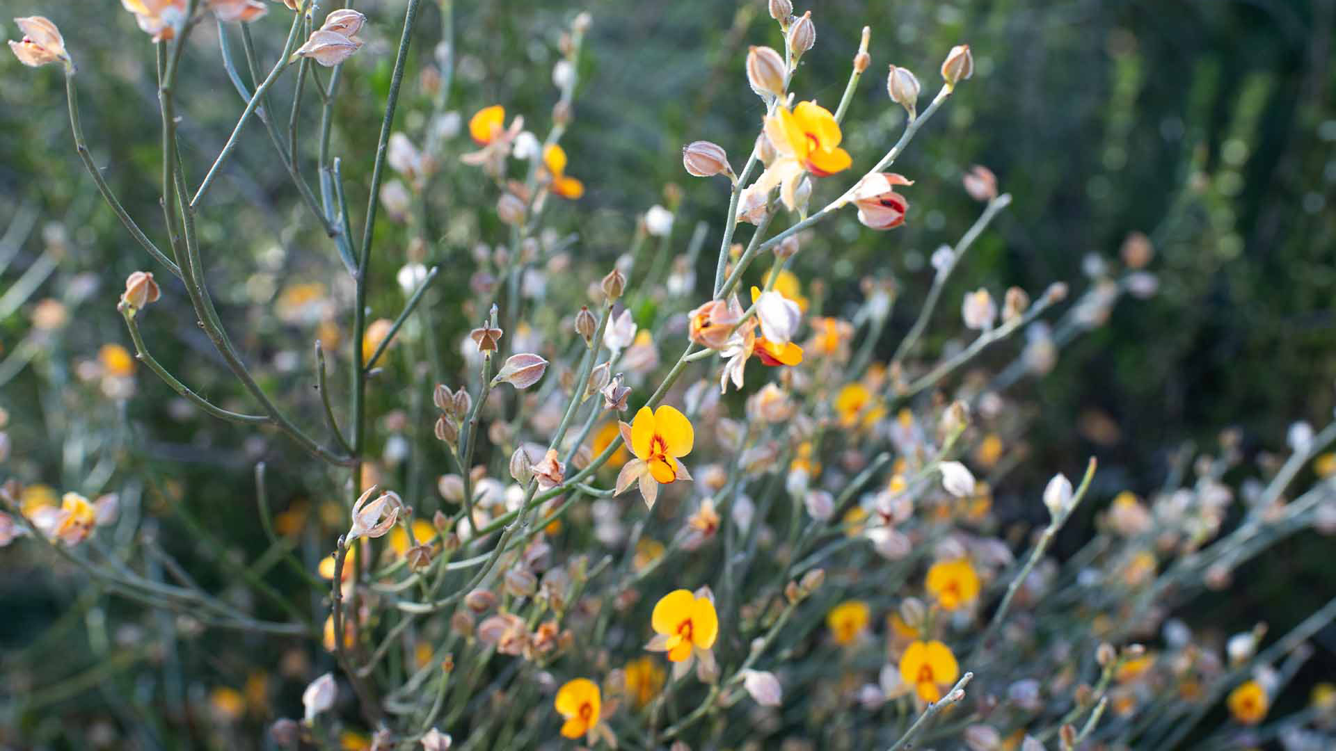 Wildflower Wonderland