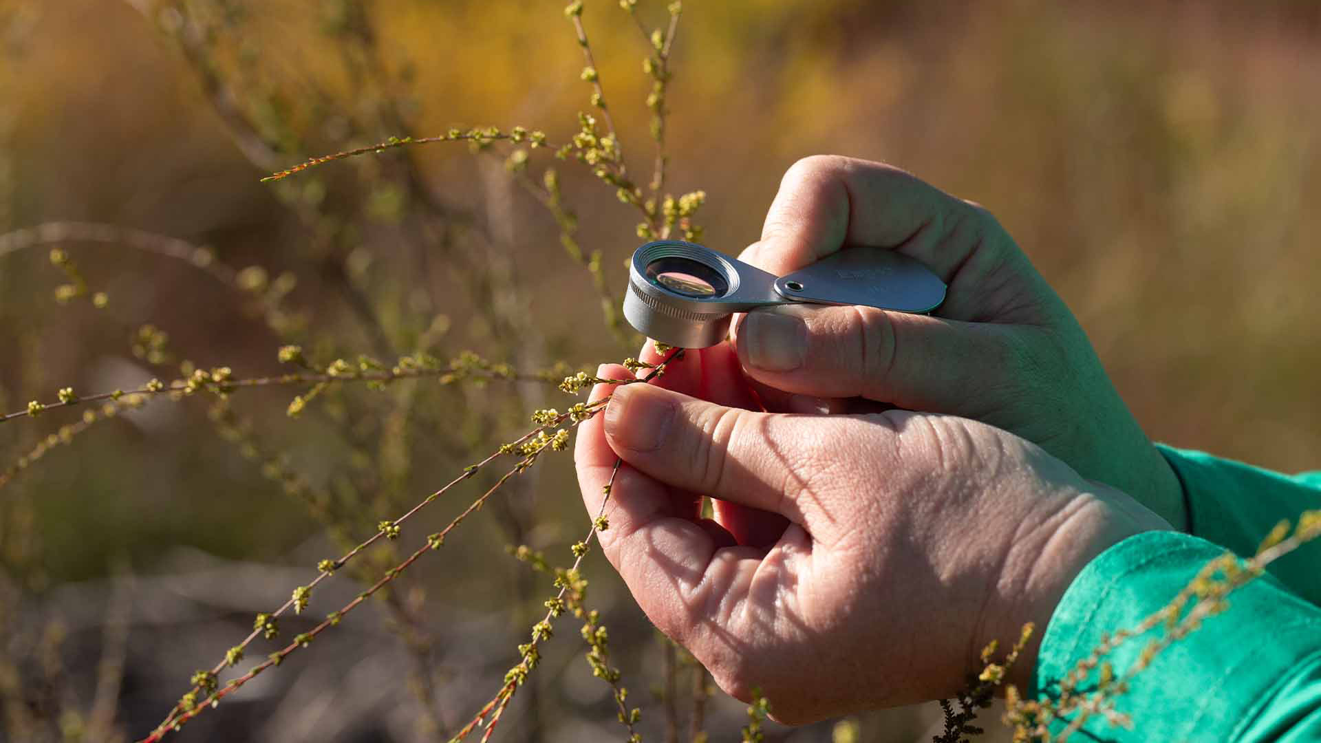 Wildflower Wonderland