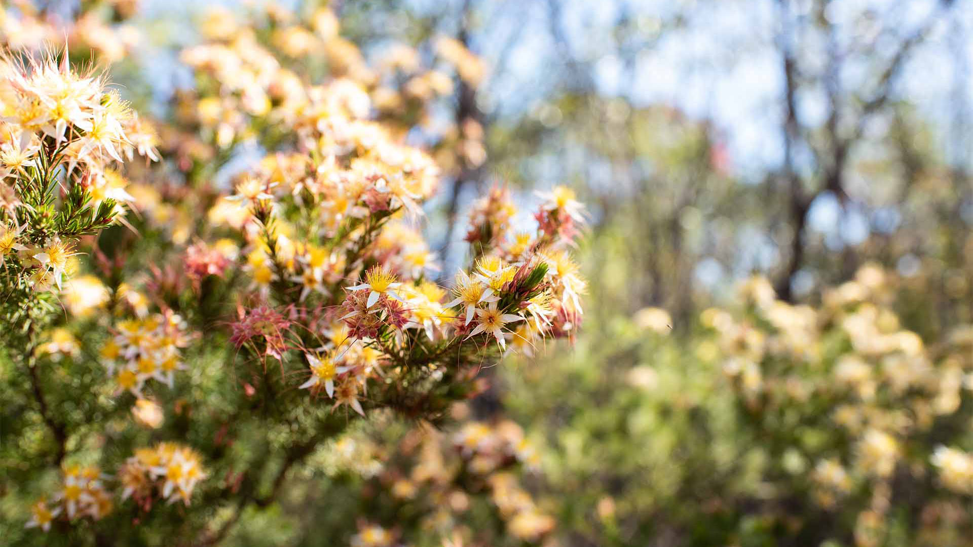 Wildflower Wonderland