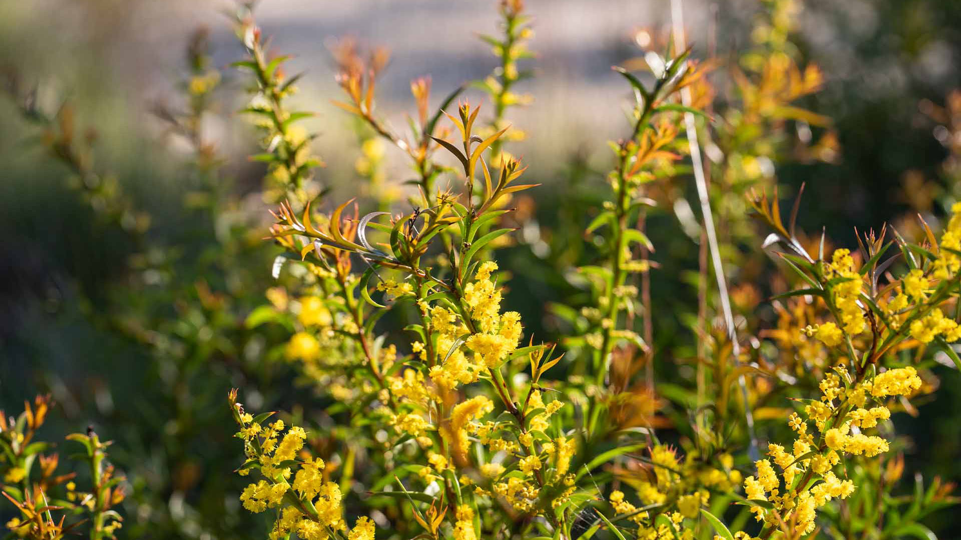 Wildflower Wonderland