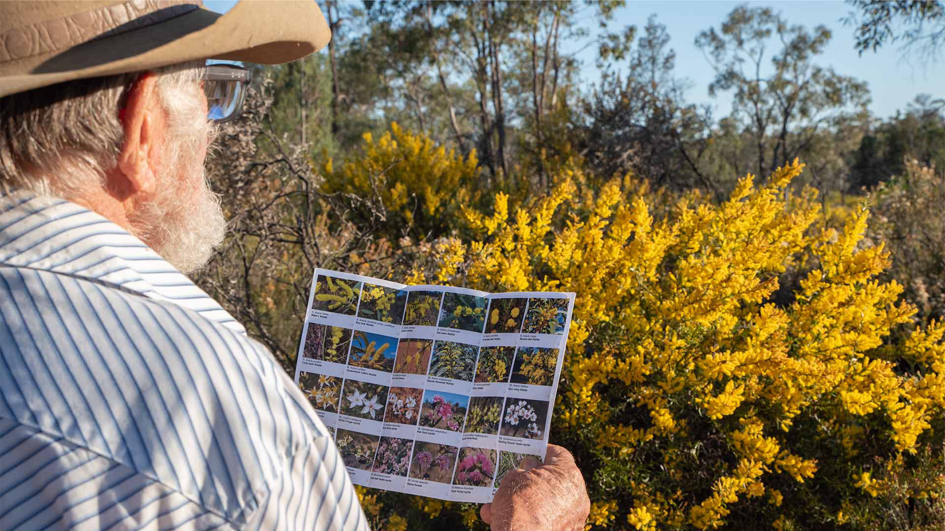 Wildflower Wonderland