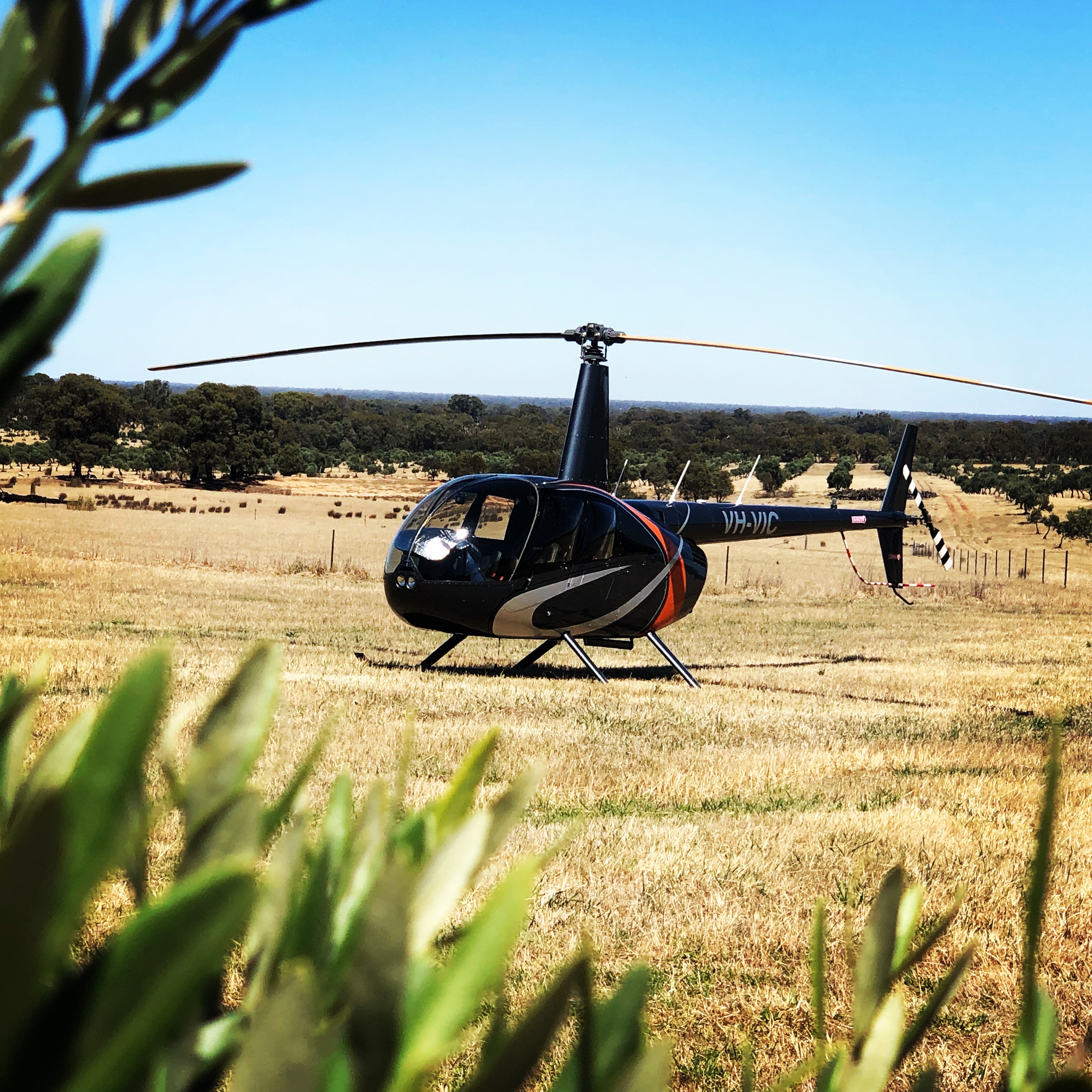 Heli Lunch: Grampians Olive Co