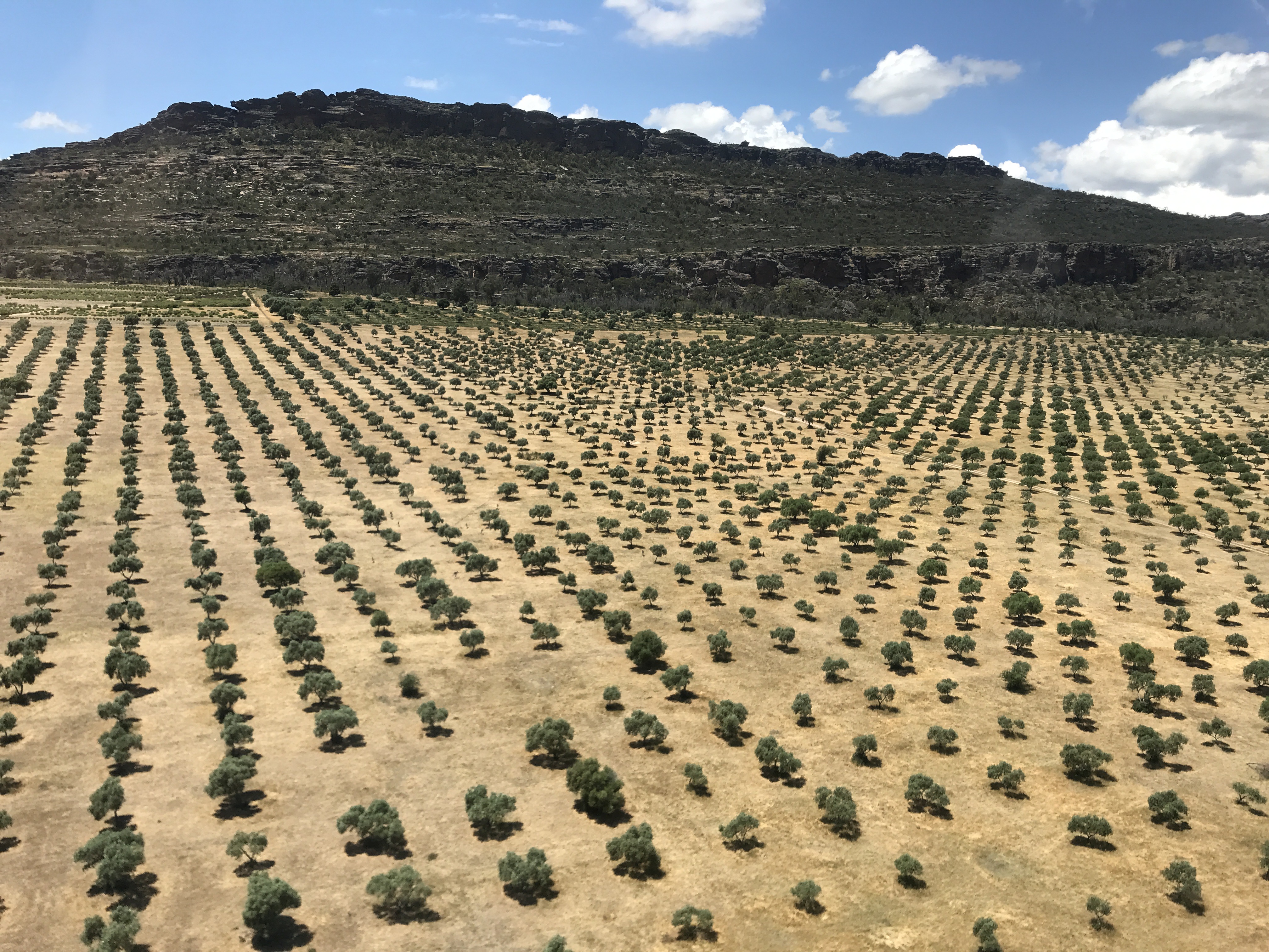Heli Lunch: Grampians Olive Co