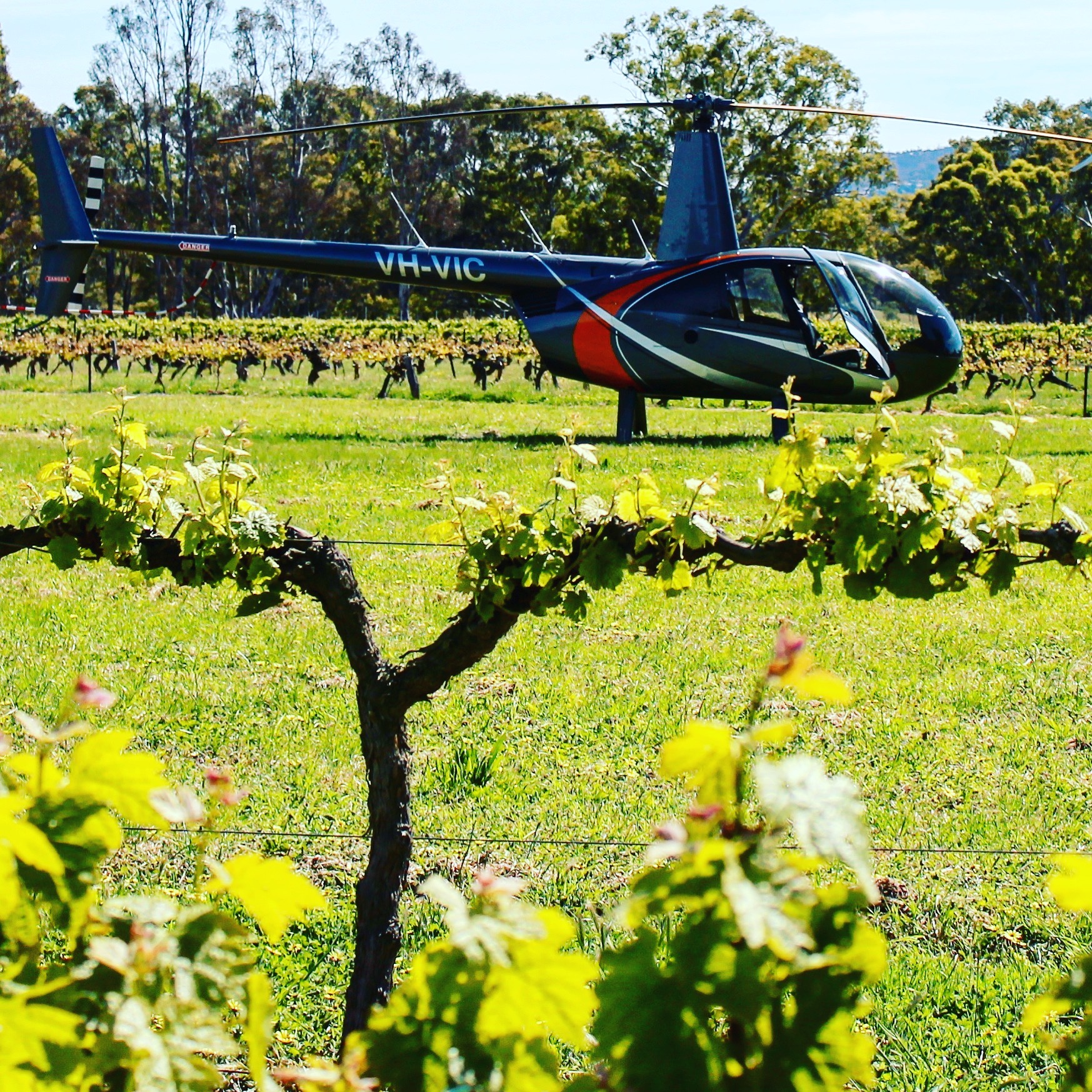 Heli Wine Picnic