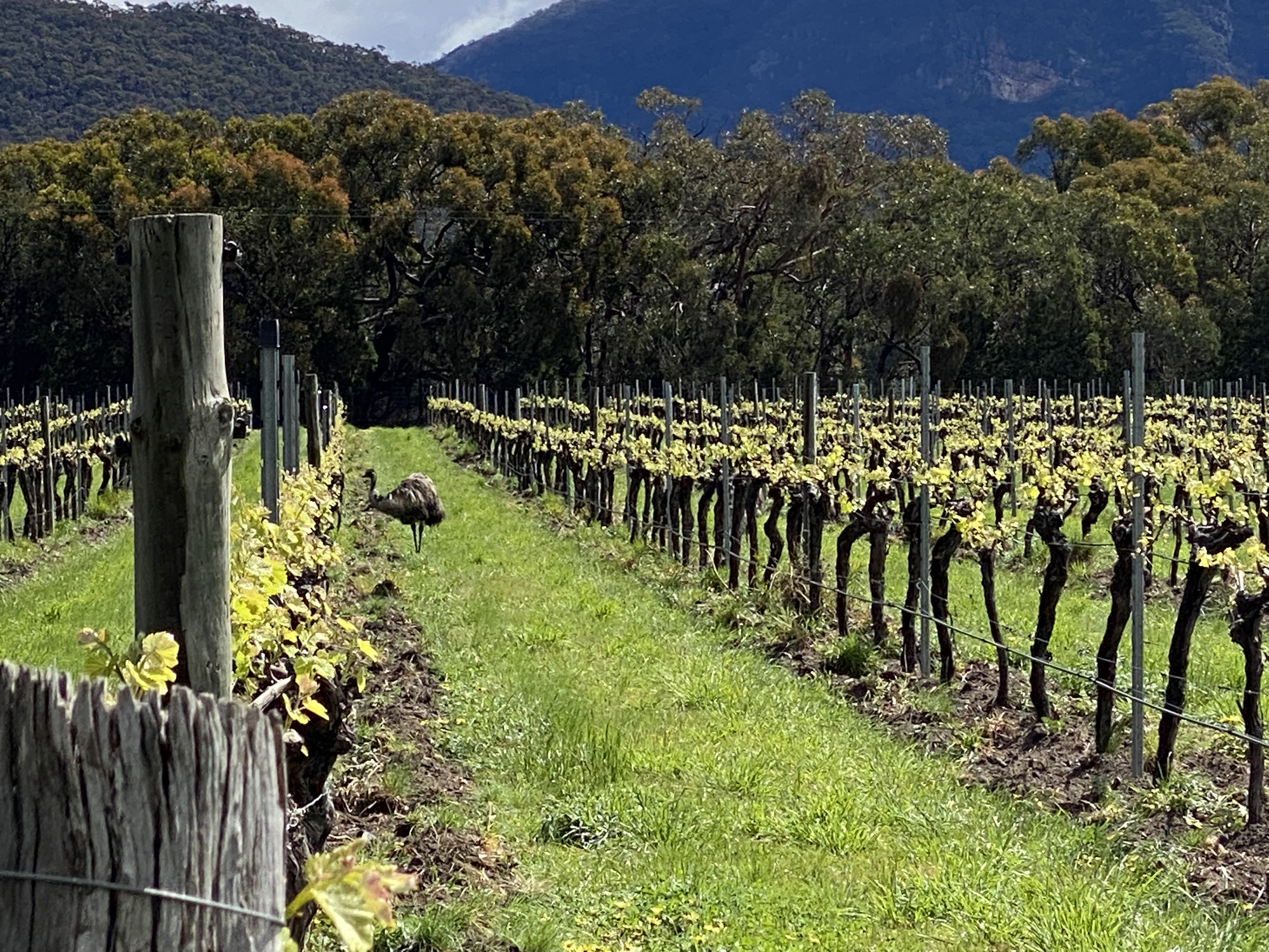 Grampians Scenic & Wine