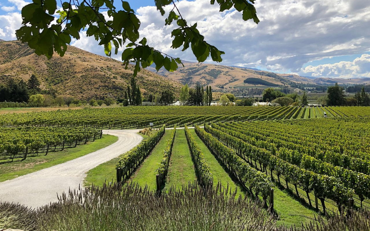 Cromwell to Bannockburn - Winery Tour