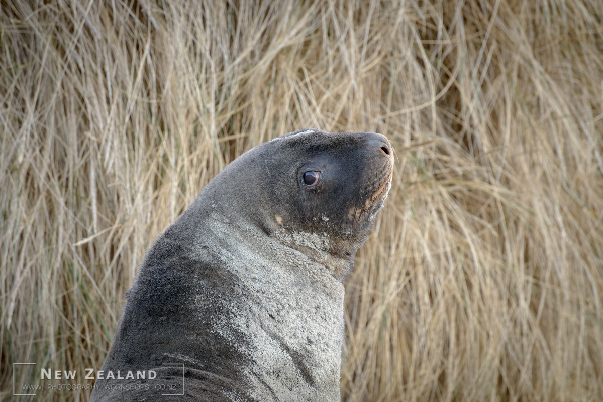 X - 2022 - NZ Wildlife Photography Tour