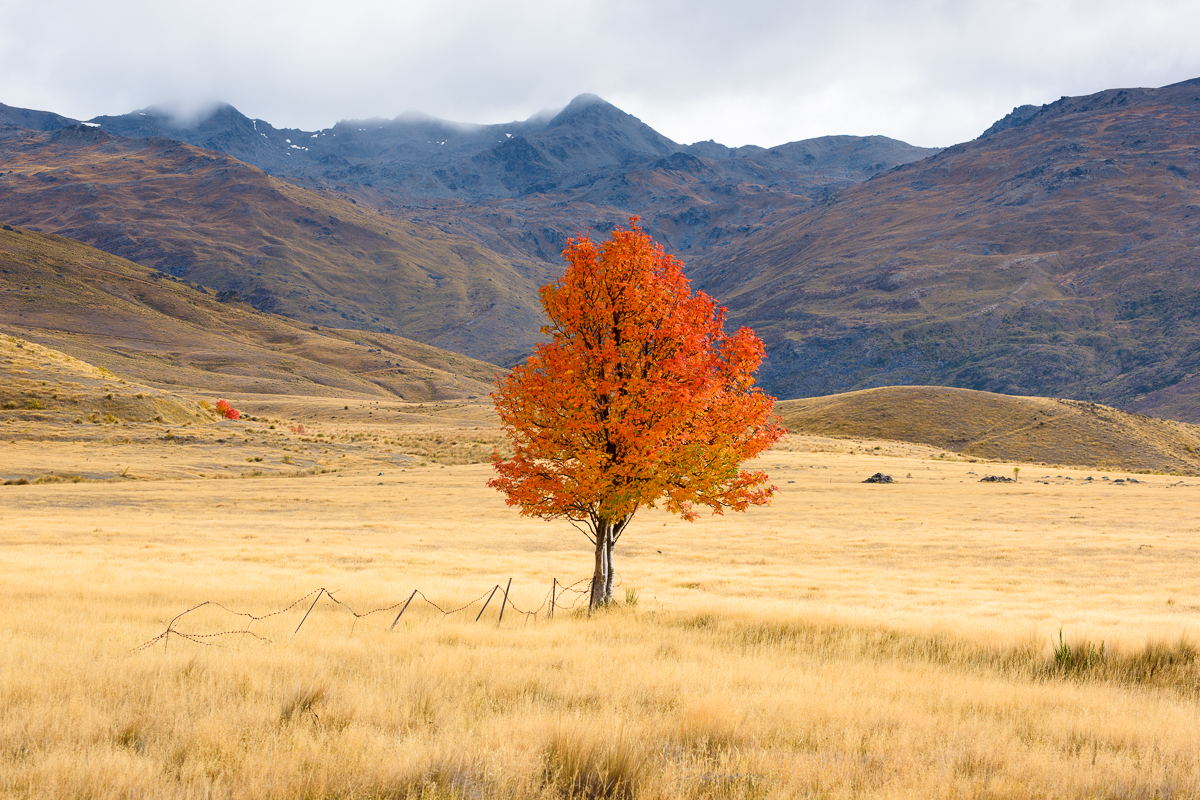 Private - Wanaka & Otago Photography Tour  (3 days)