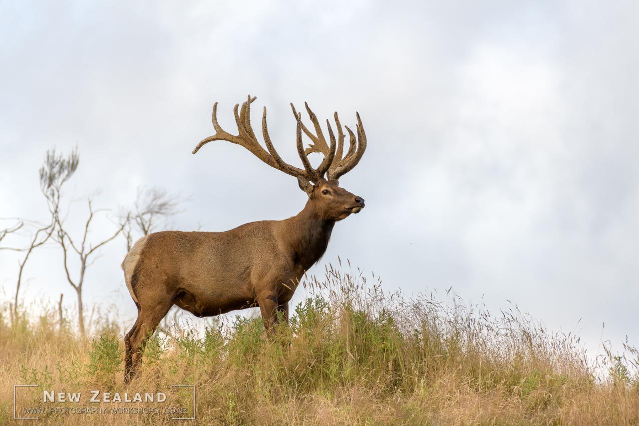 X - High Country Deer Expressive Retreat