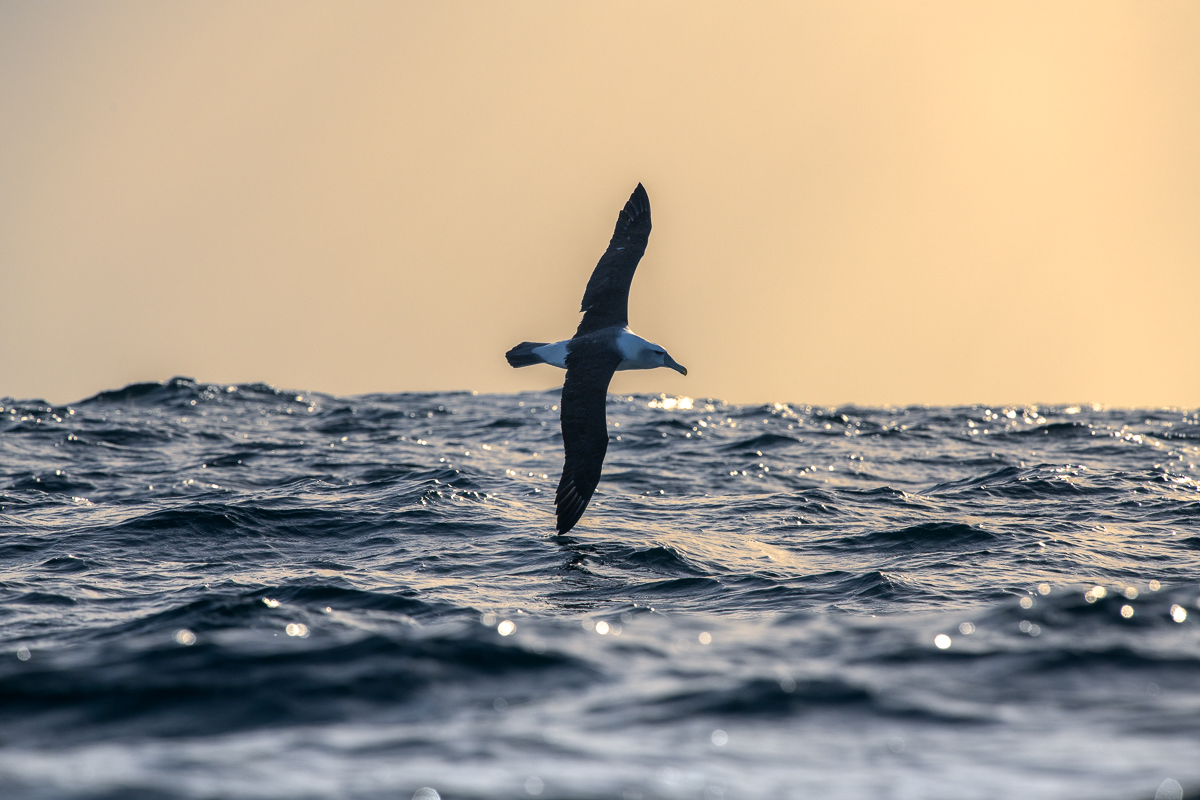 Stewart Island/Rakiura Wildlife Photography