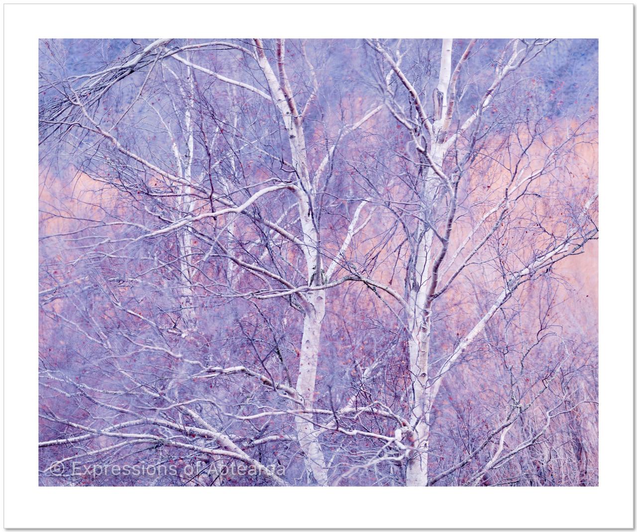X - Summit - Auction Image: Winter Birch - Change to Image for Auction 