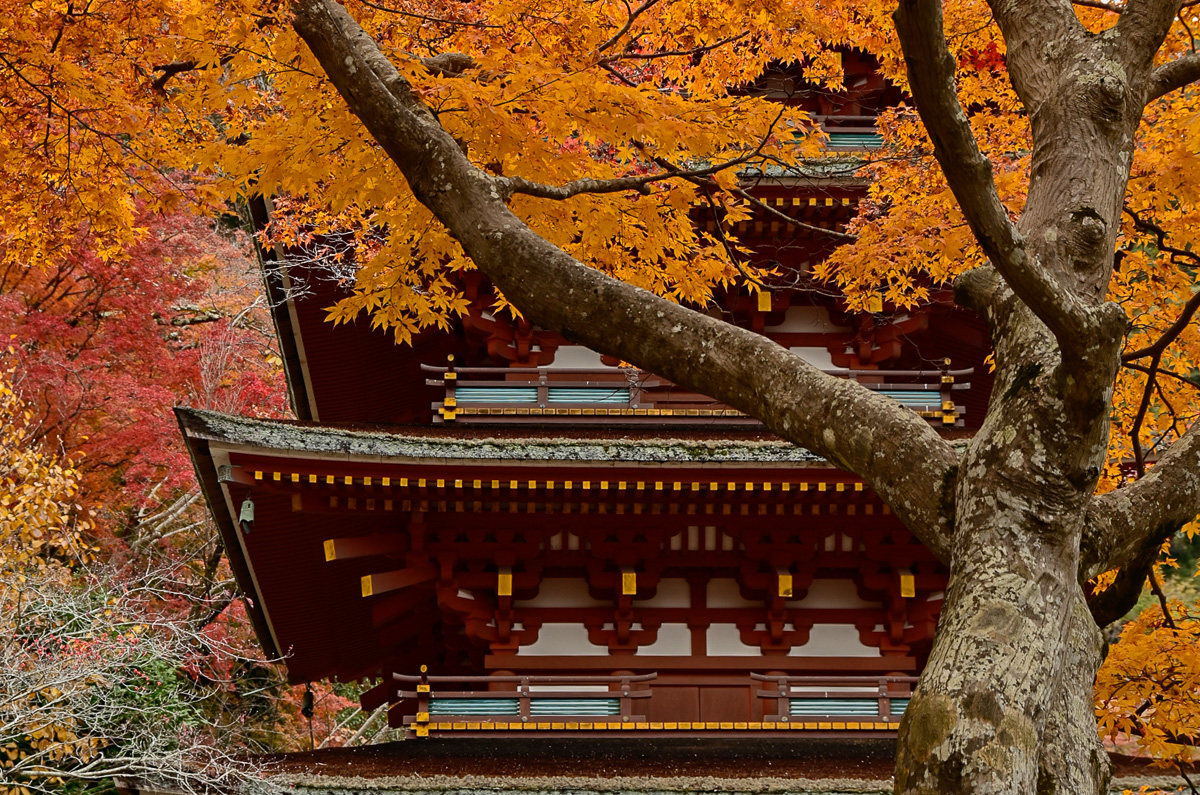 2026 - Japan Autumn Photography Tour