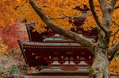 2026 - Japan Autumn Photography Tour