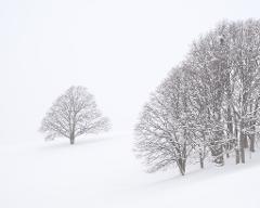 2027 - Hokkaido Photography Tour 