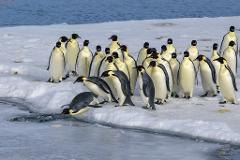 2025 - Antarctica Photography Expedition