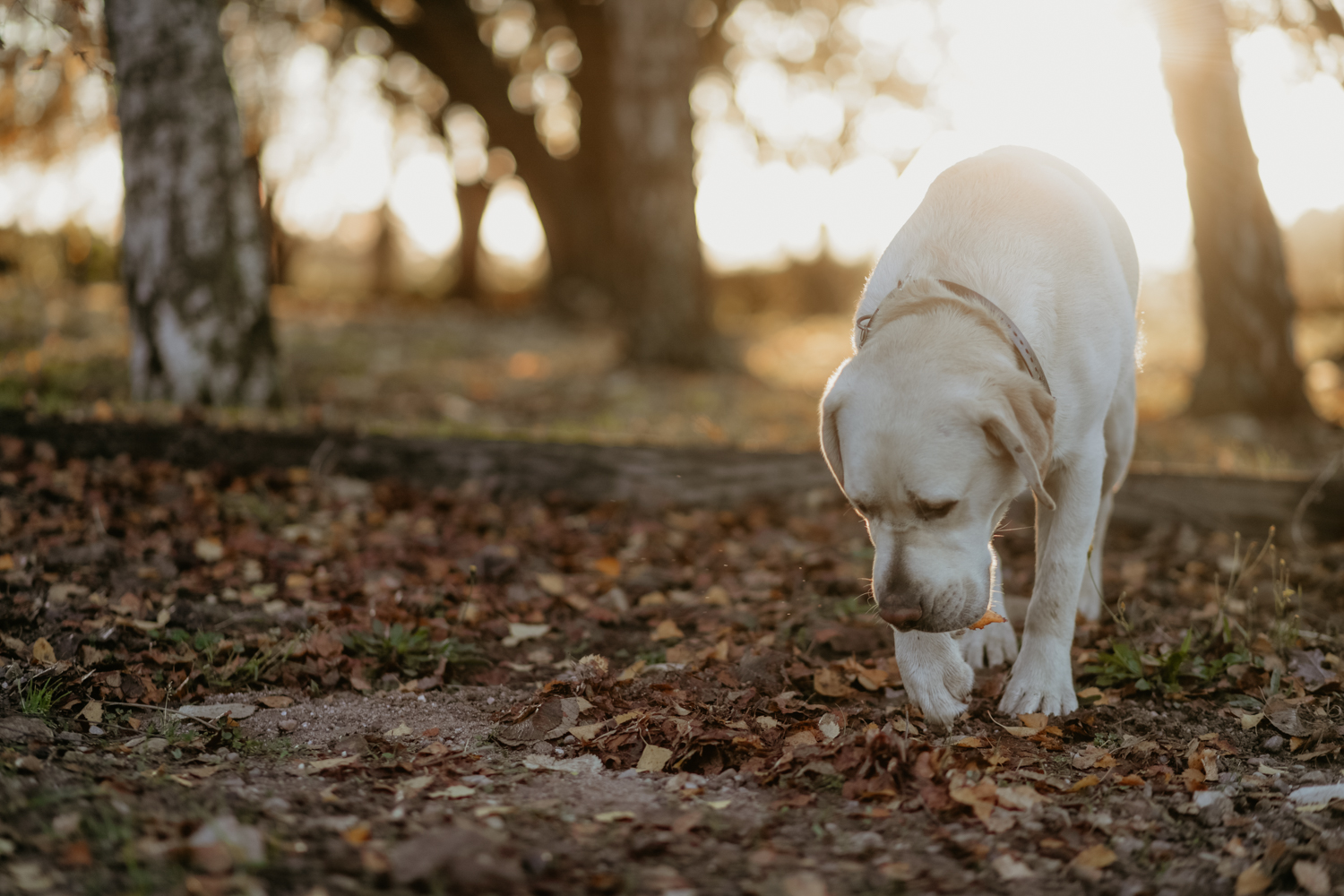 Private group truffle hunt with TasTruffles