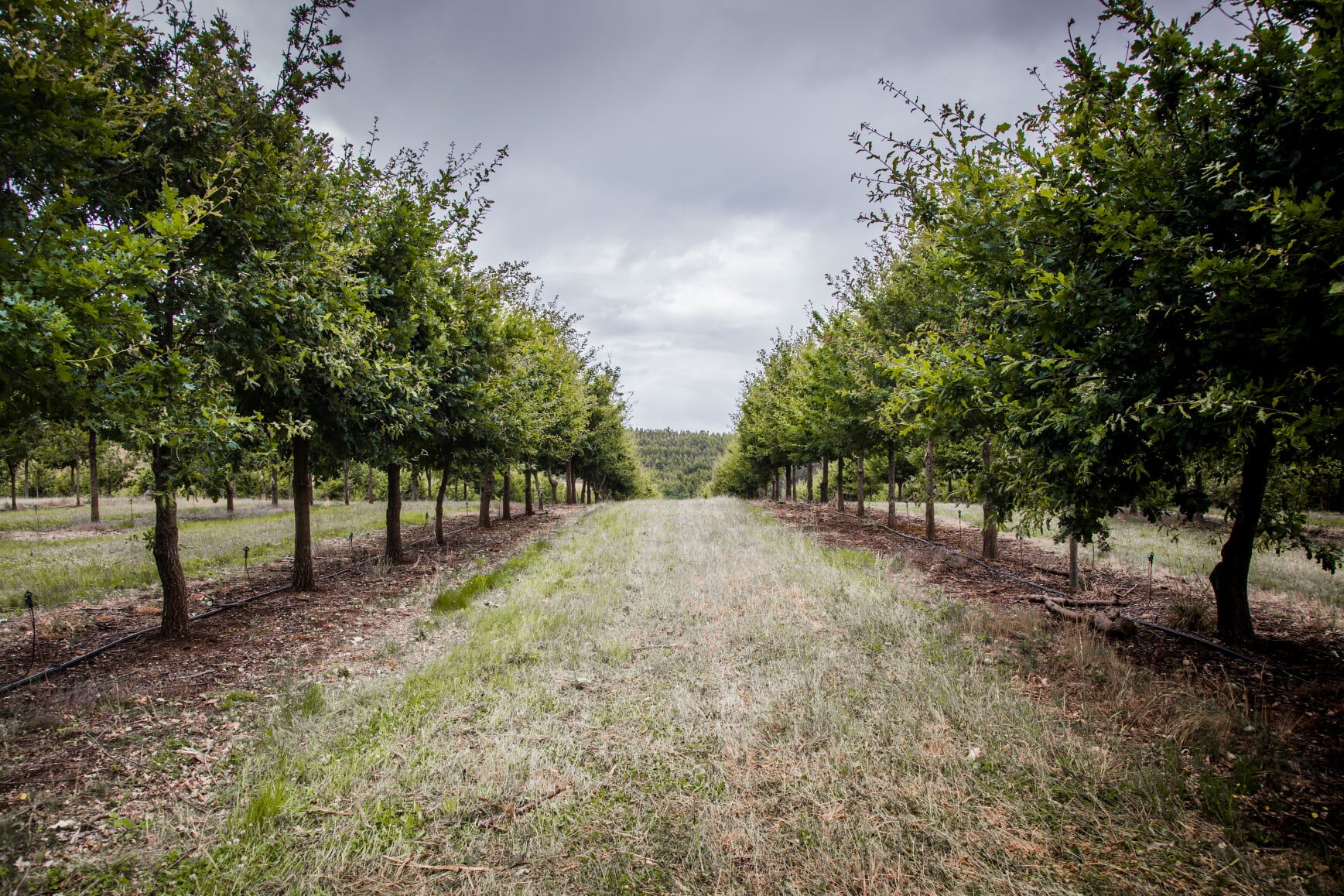 Private group truffle hunt with TasTruffles