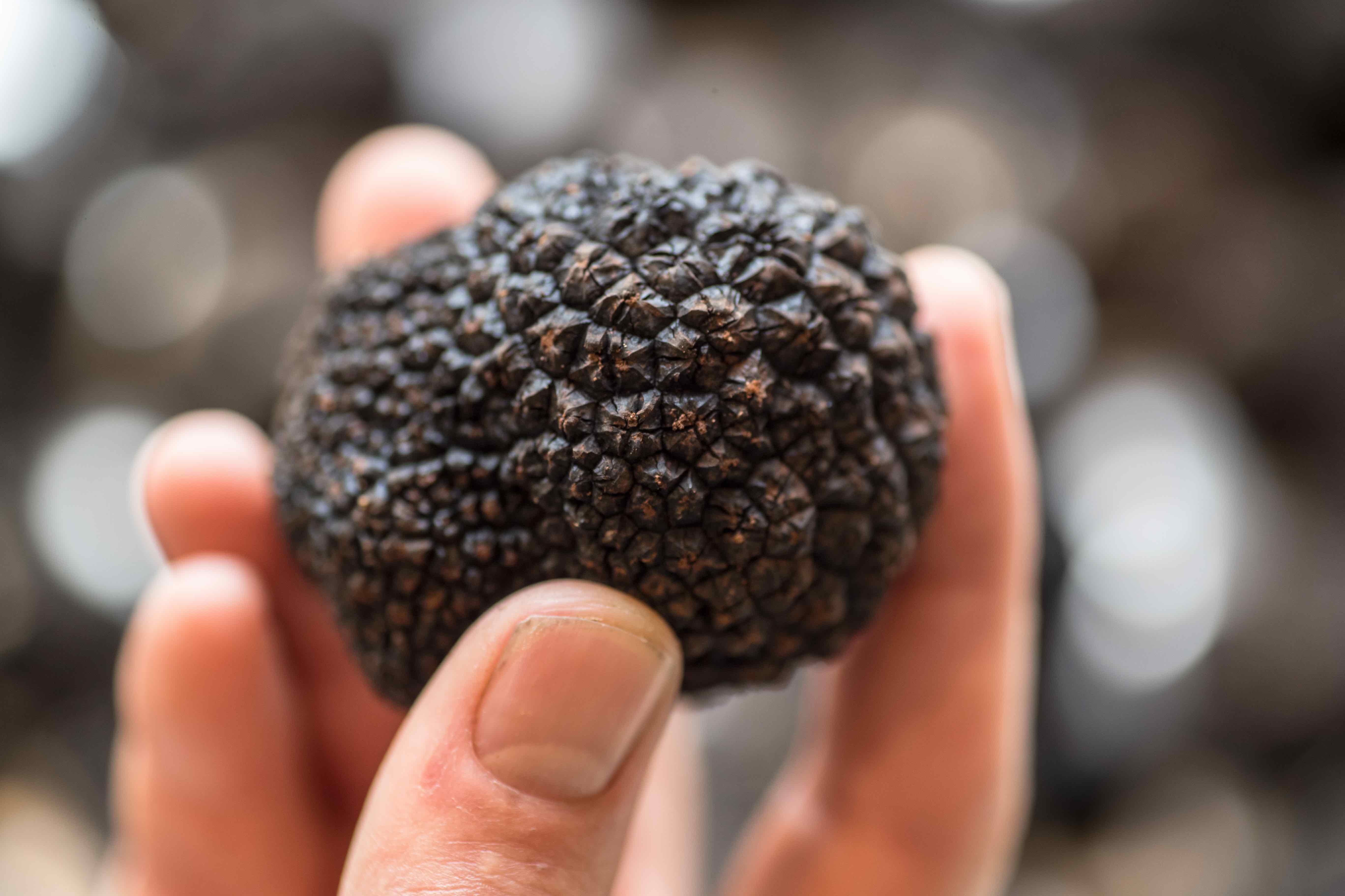 Truffle tour and tasting with TasTruffles Off the Table & Gourmania