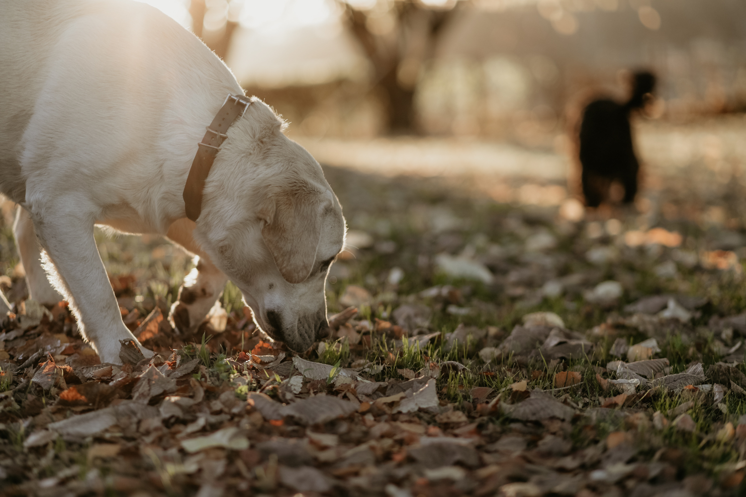 Truffle hunting with TasTruffles