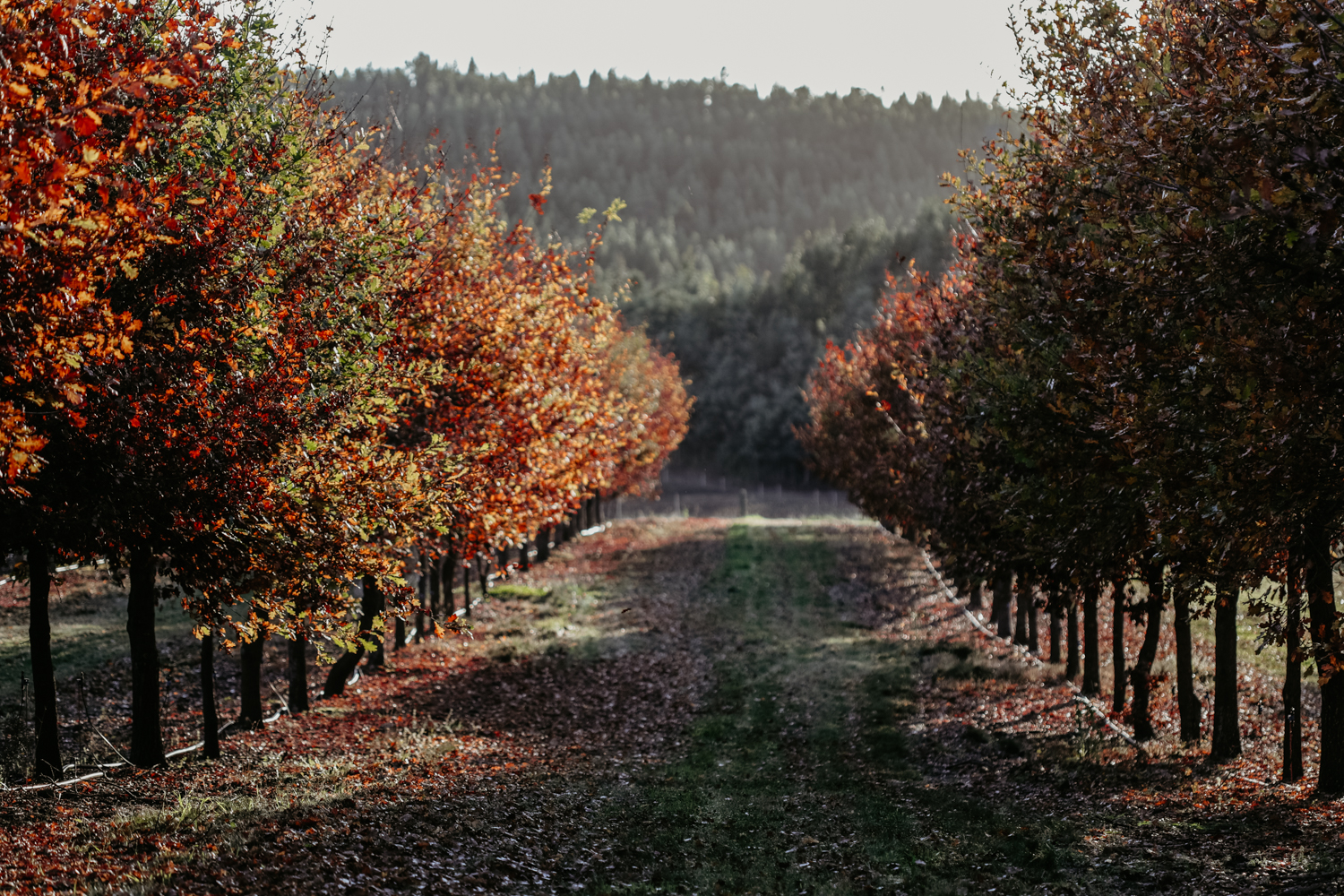 Truffle hunting with TasTruffles